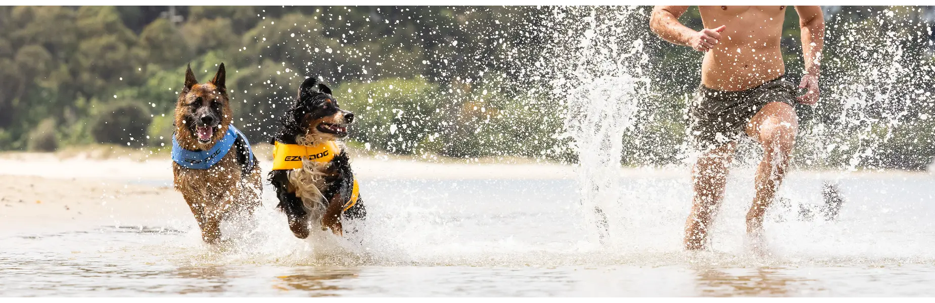 dog water safety Australia