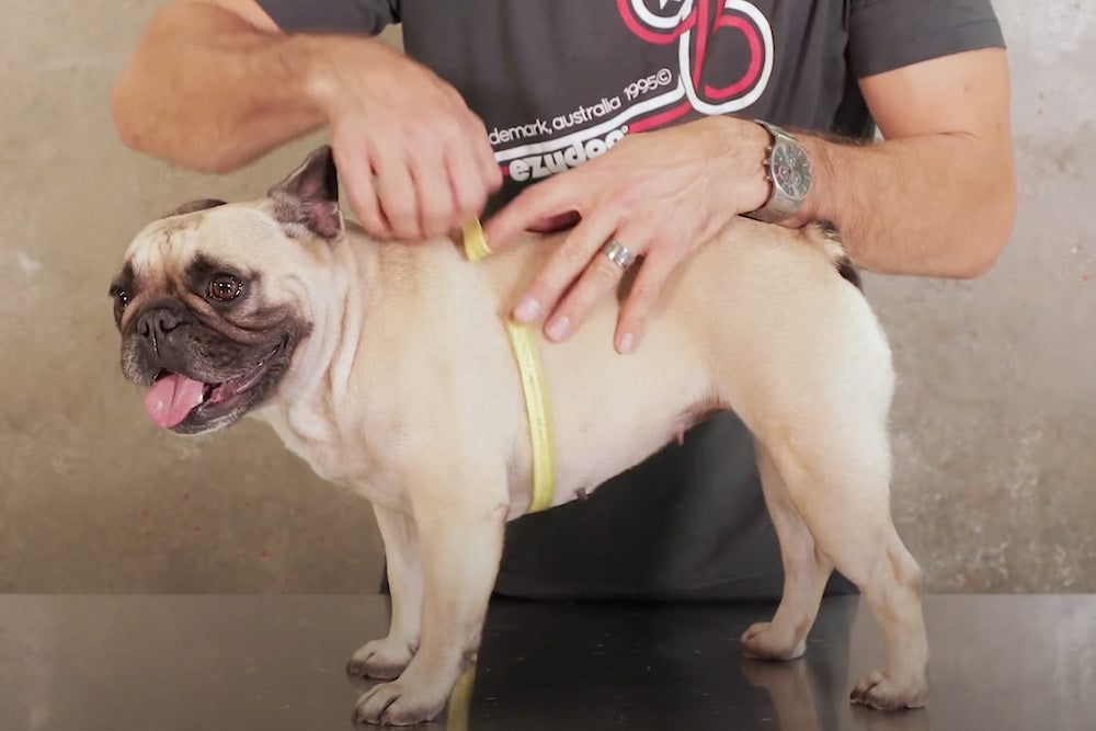 Measure your Dog for a Harness