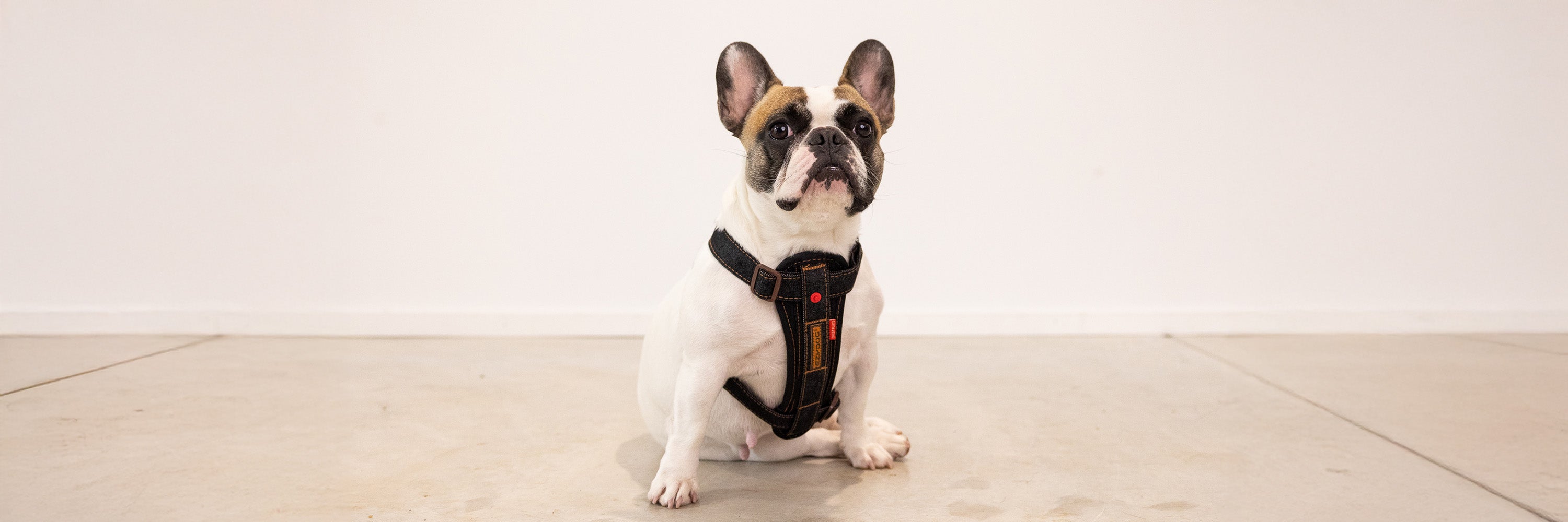 Best Dog Harness for French Bulldog