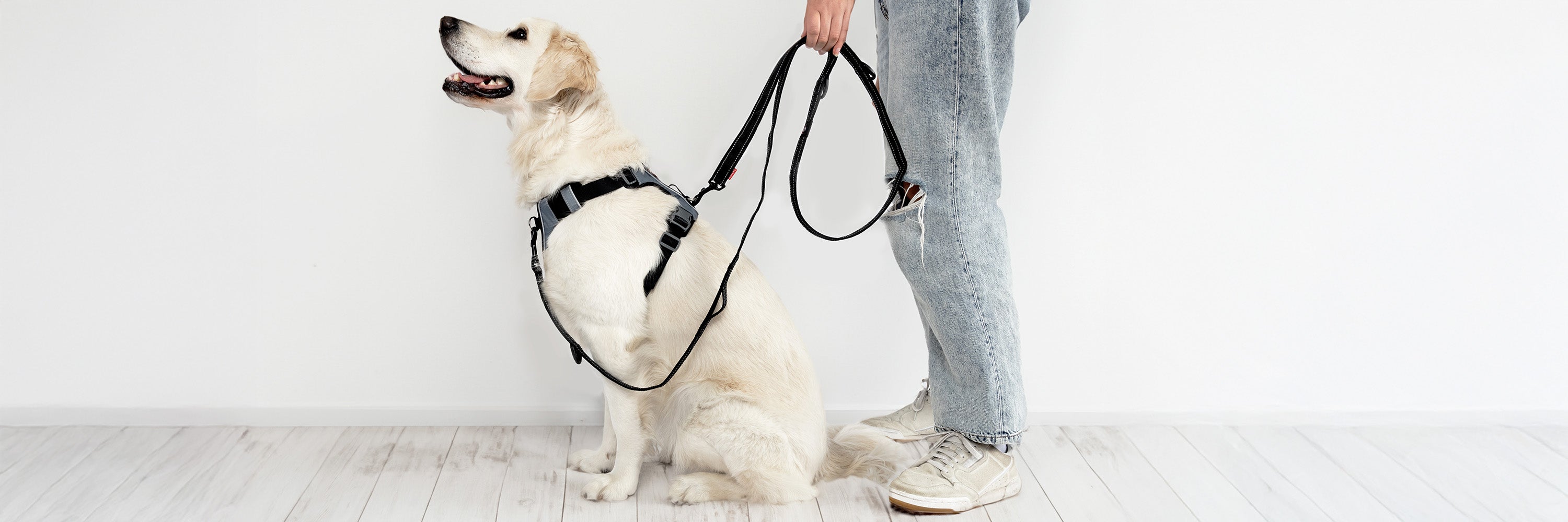 Best Dog Harness for Golden Retriever
