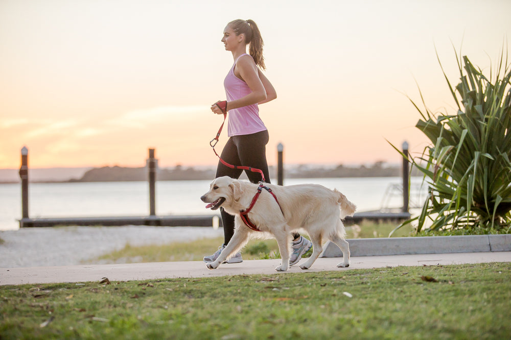 Best Dog Leash for Running with dog