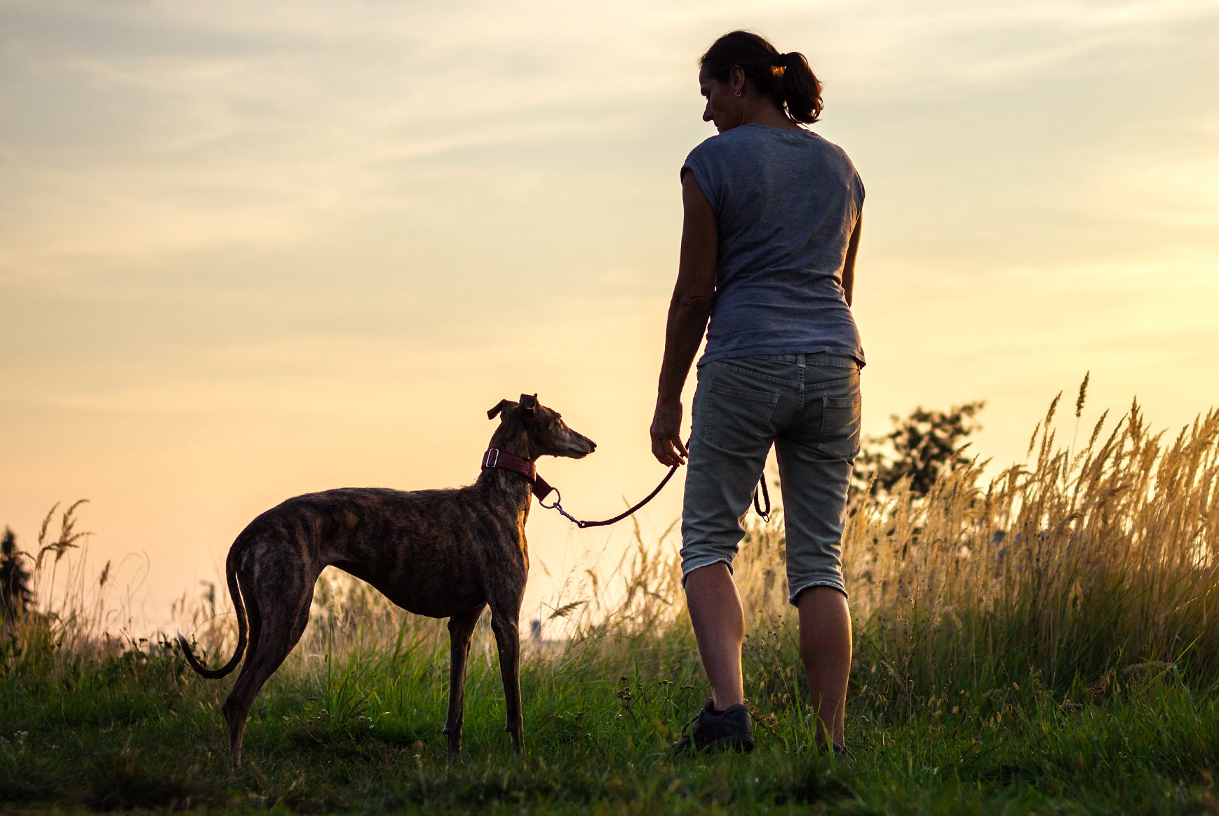 Patches with purpose: Debunking Greyhound Adoption Myths and Celebrating Foster Care