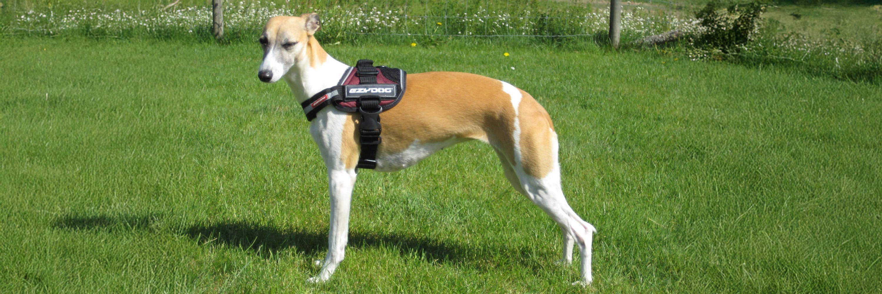 Dog Harness for Whippets