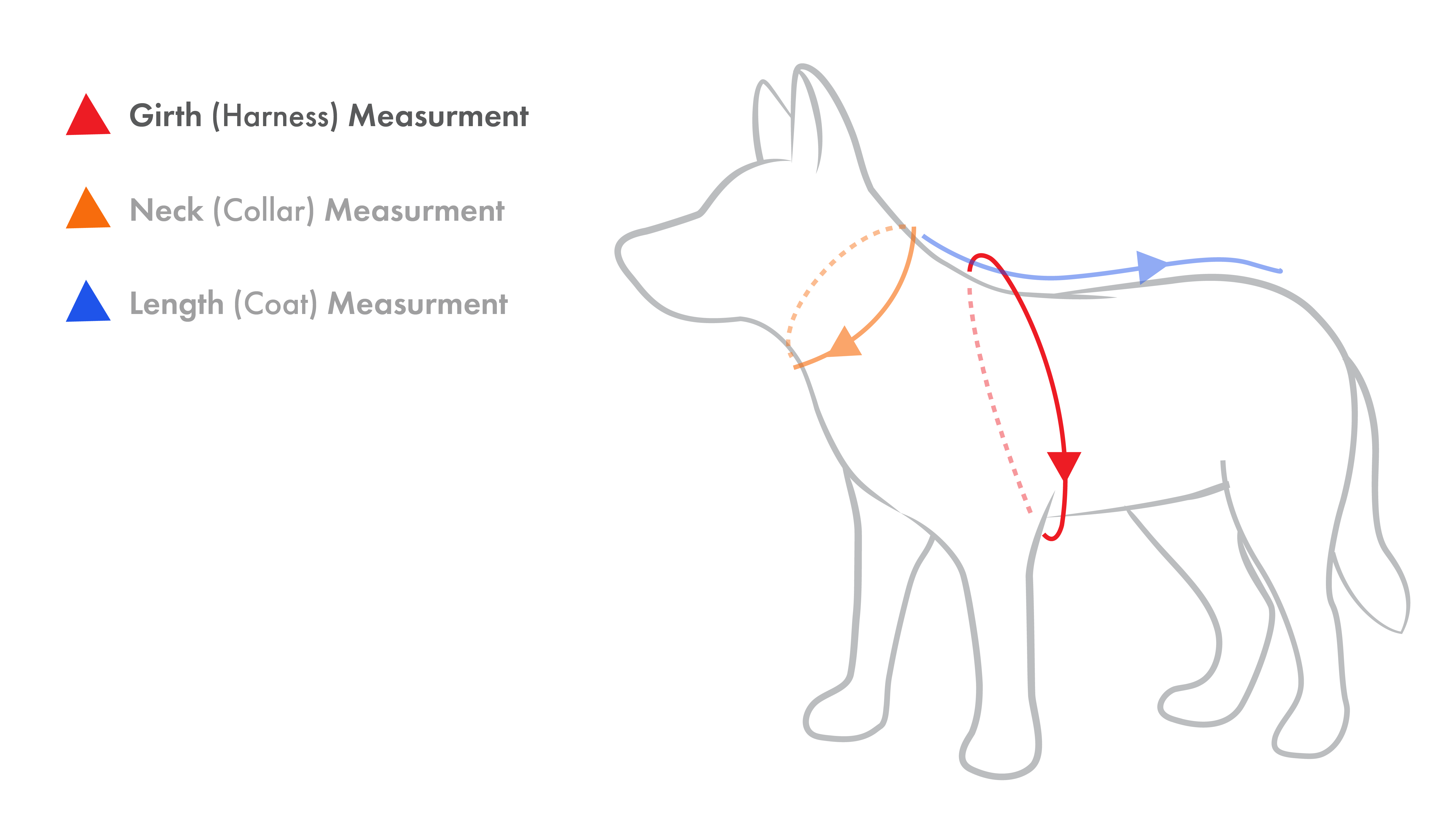 How to Measure Your Dog for a Harness