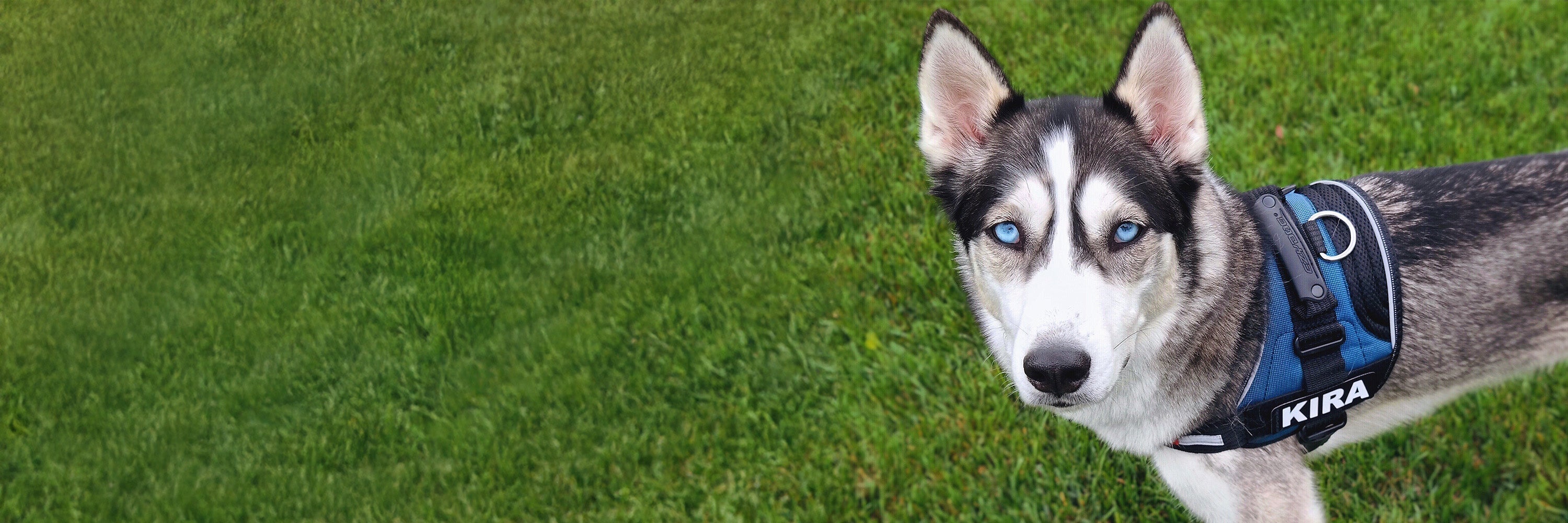 husky on a dog harness