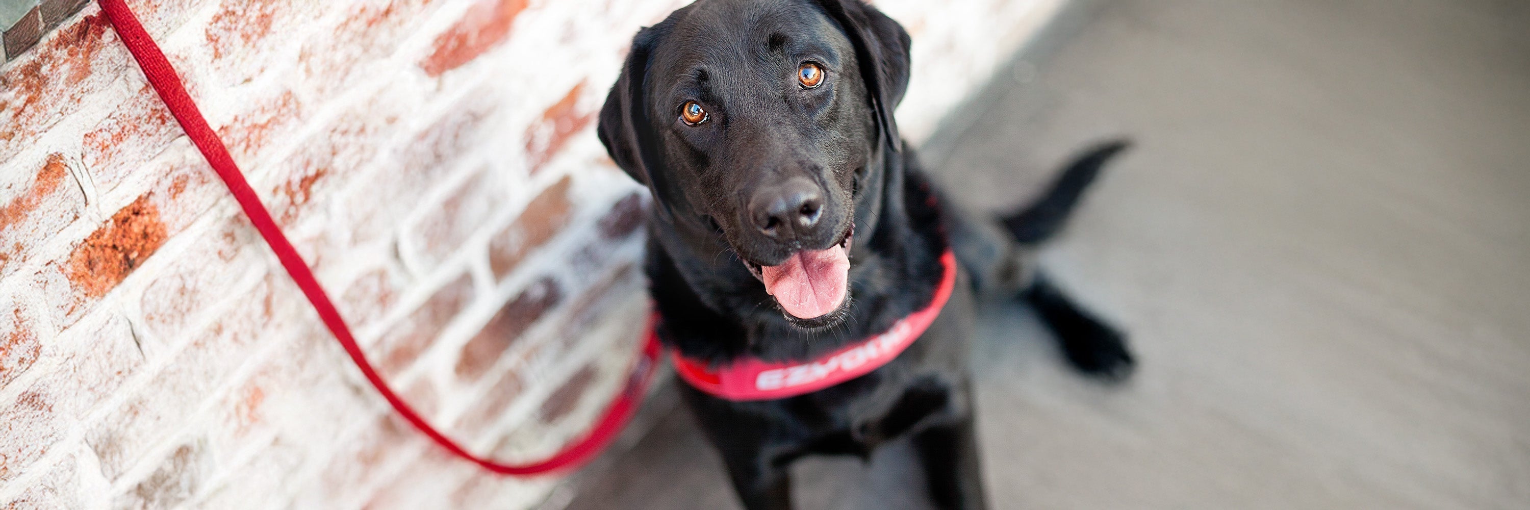 Best Harness for Labrador