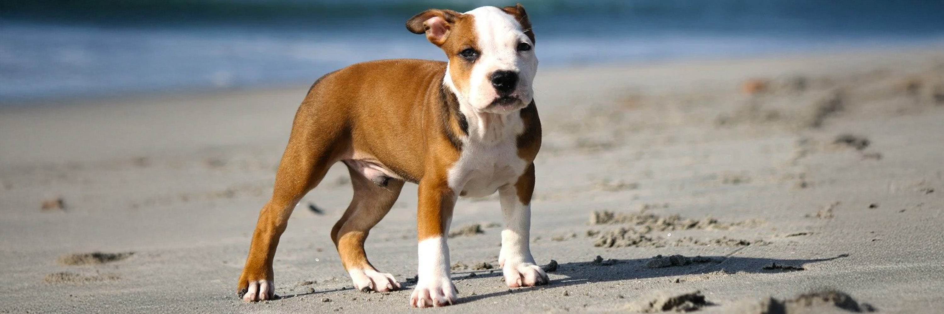 Best Dog Harness for Pitbulls – Comfortable & Secure Fit
