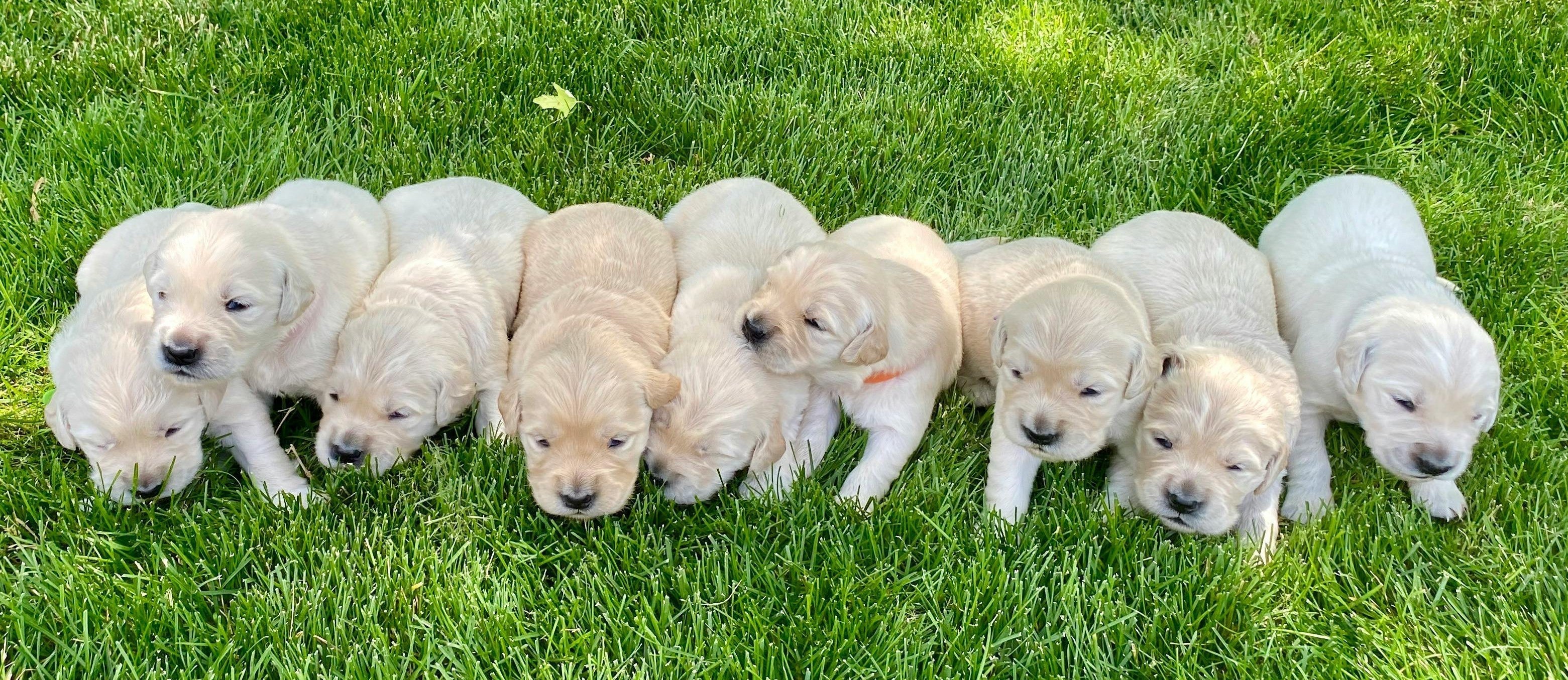 popular dog breeds in australia