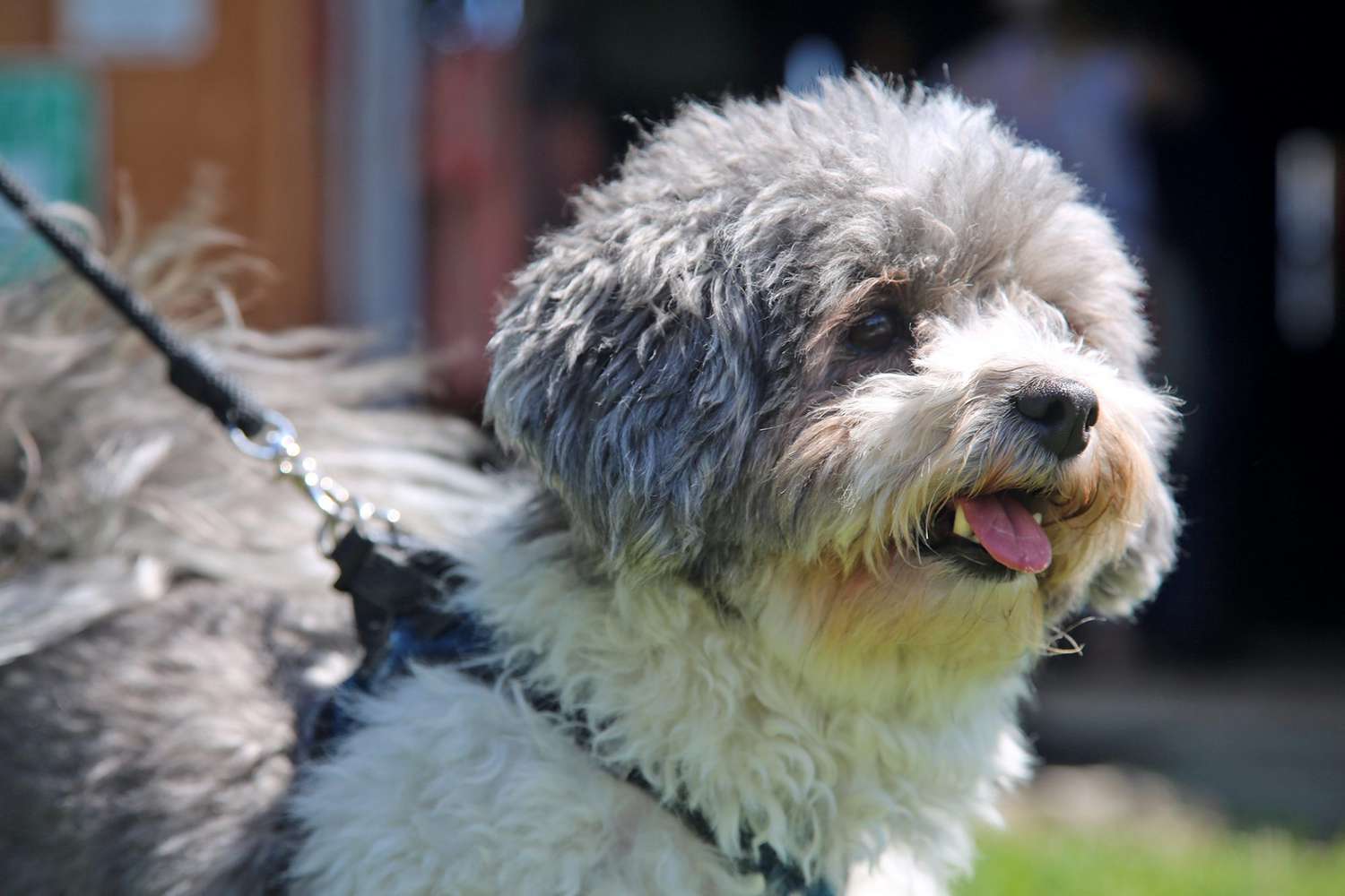 Zuchon (Shichon): History, Care, Training & Health Insights