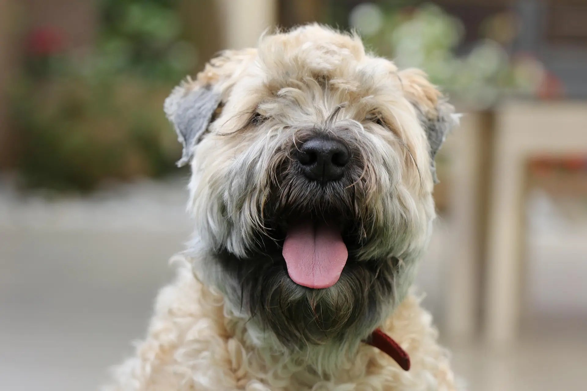 soft-coated wheaten terrier dog breed showing playful, loyal, and full of charm.