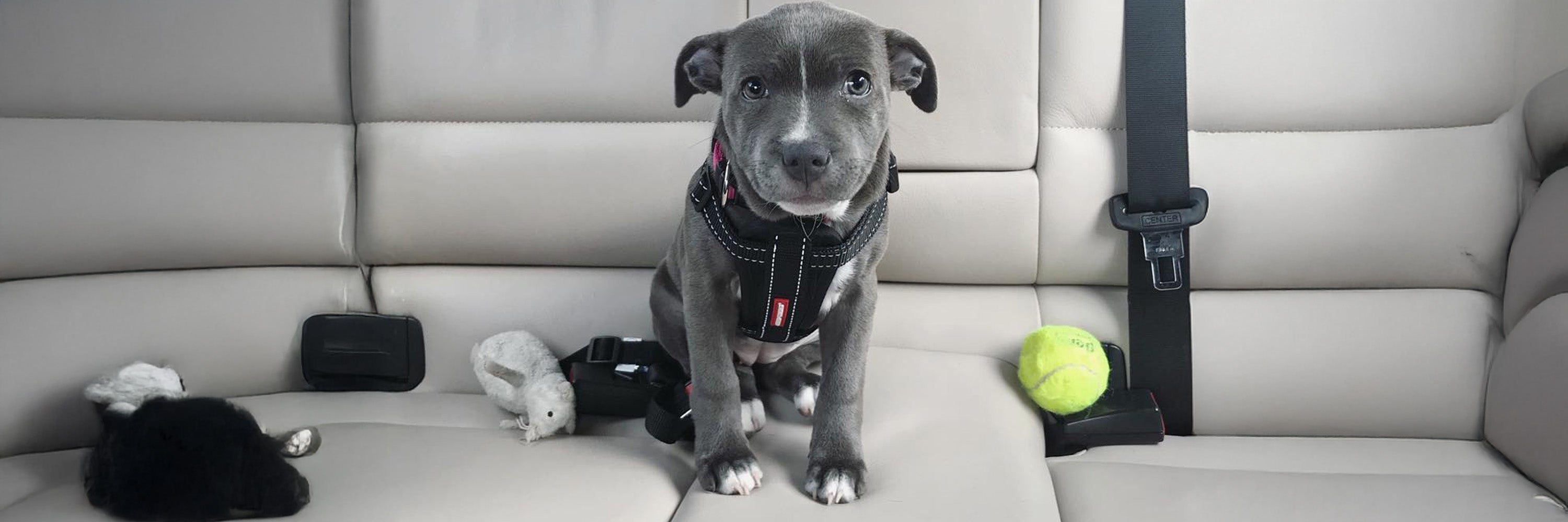 Best Harness for Staffy