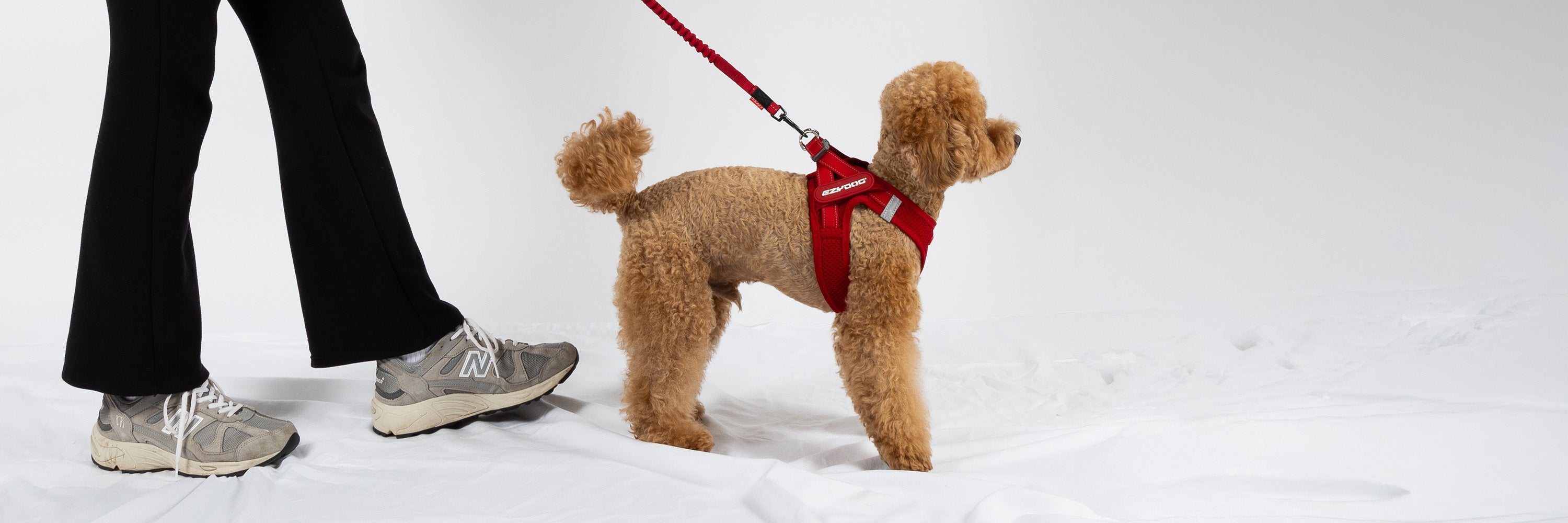 Dog Harness for Toy Poodle