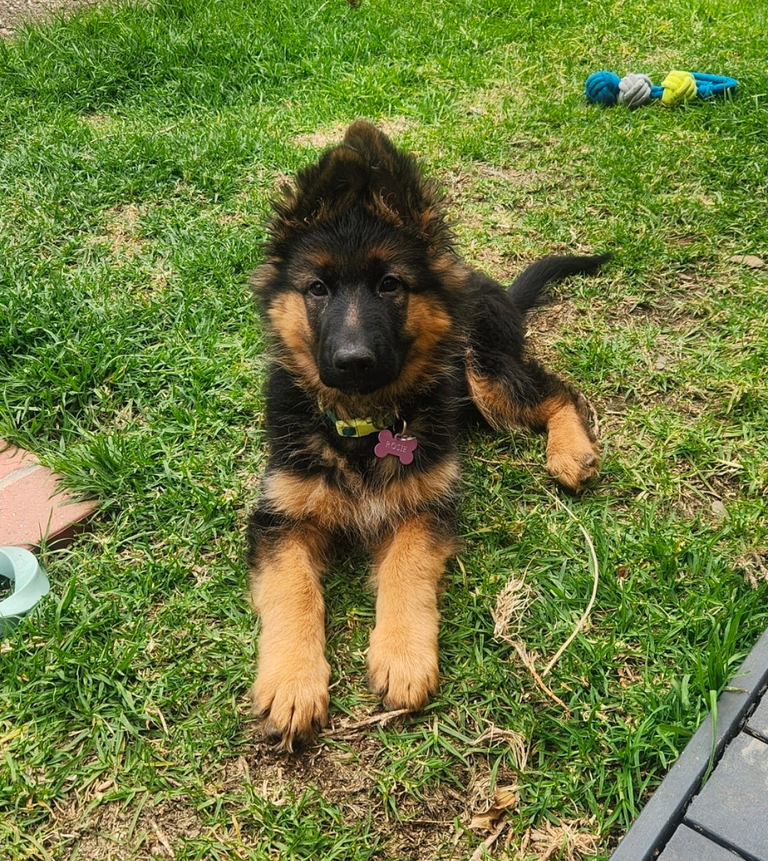 New Dog Parents Essentials