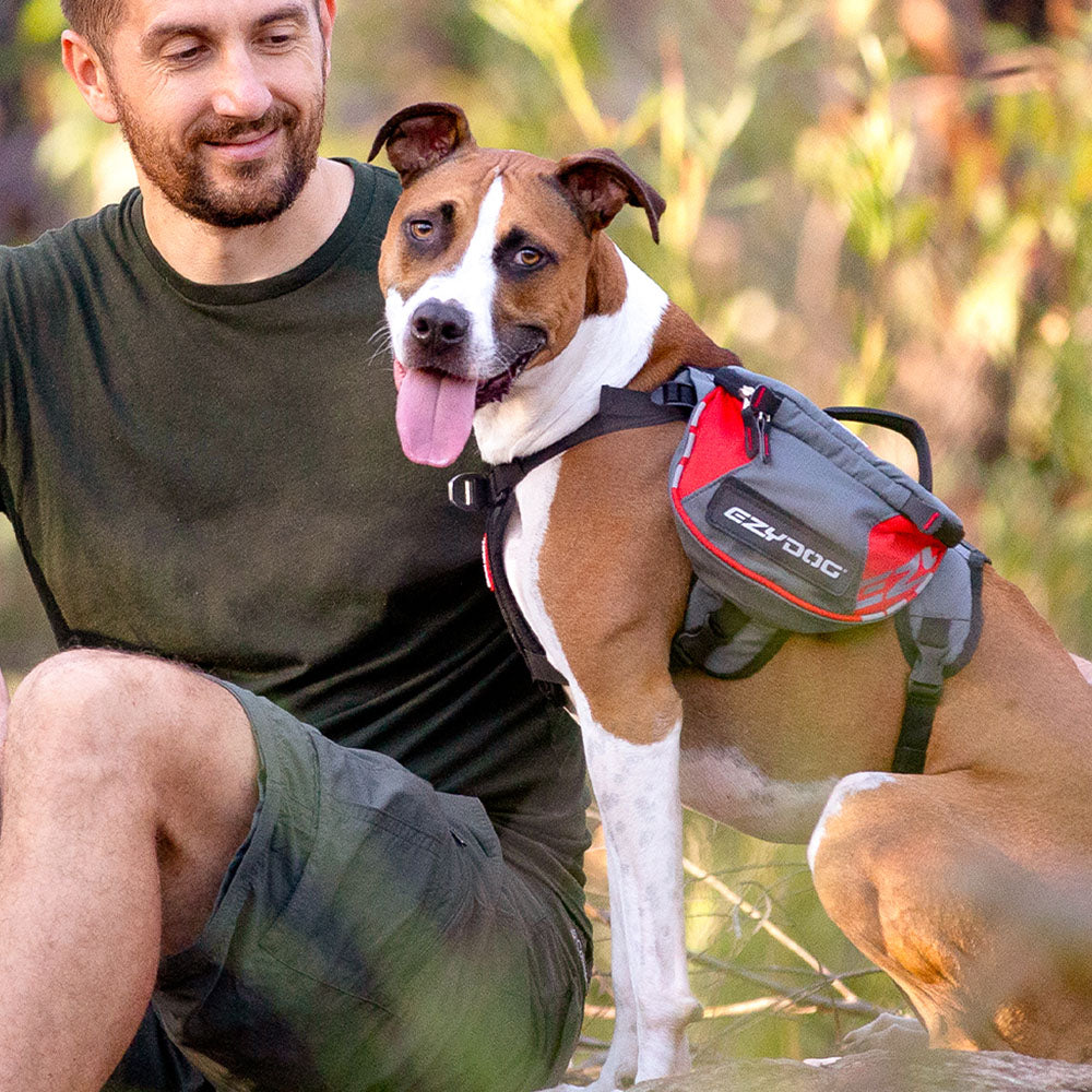 dog backpack