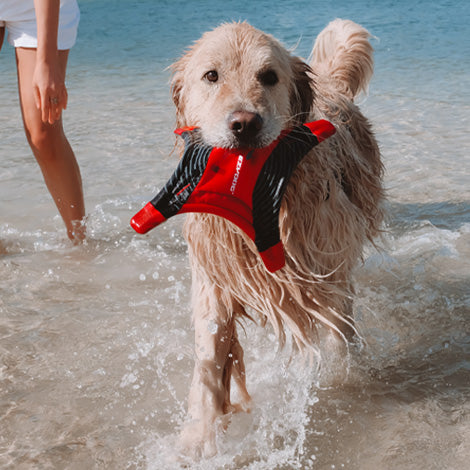Dog Summer Collection