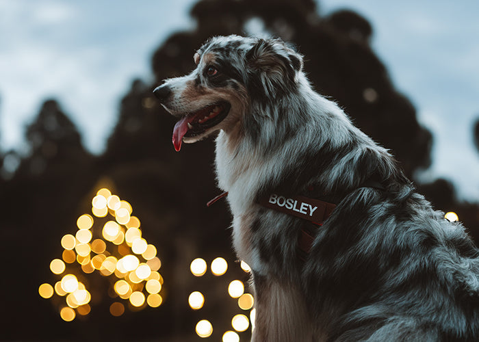 All Holiday Shopping