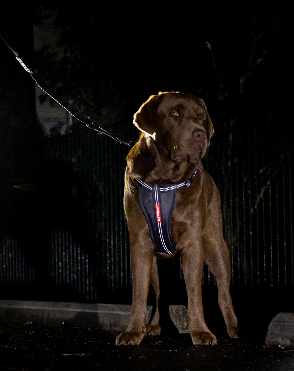 Dog with Winter Reflective Walking Gear on a night walk