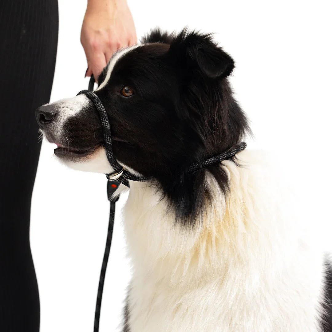 gentle leader dog harness