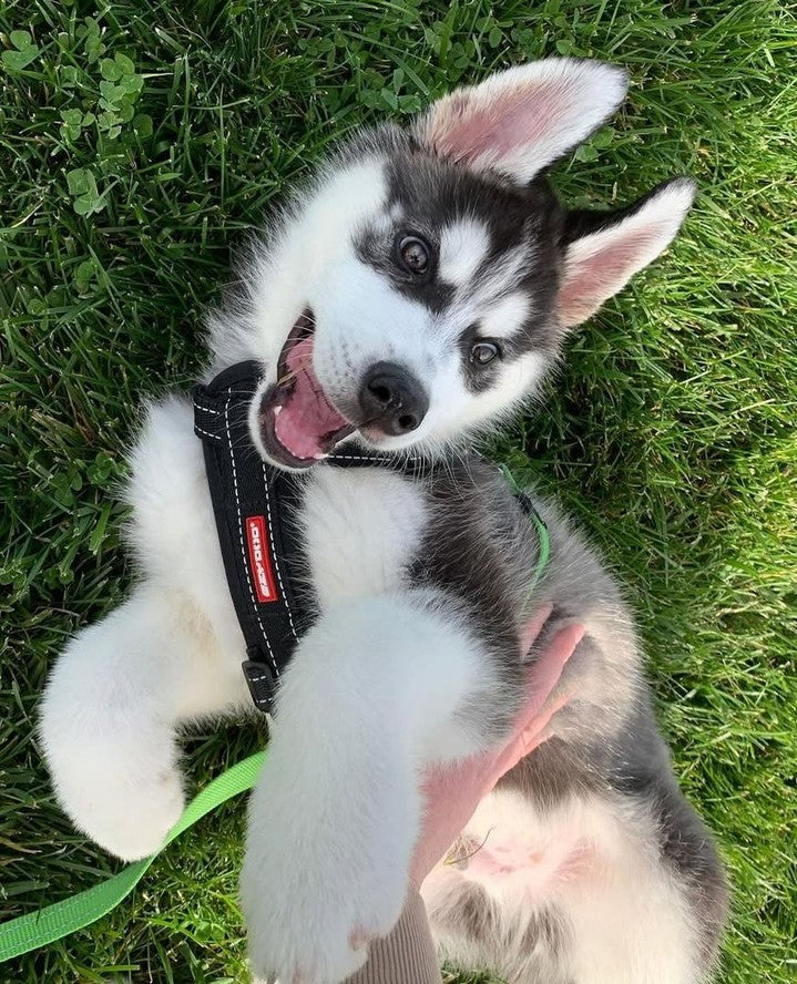Gifts for Dog Adventurers