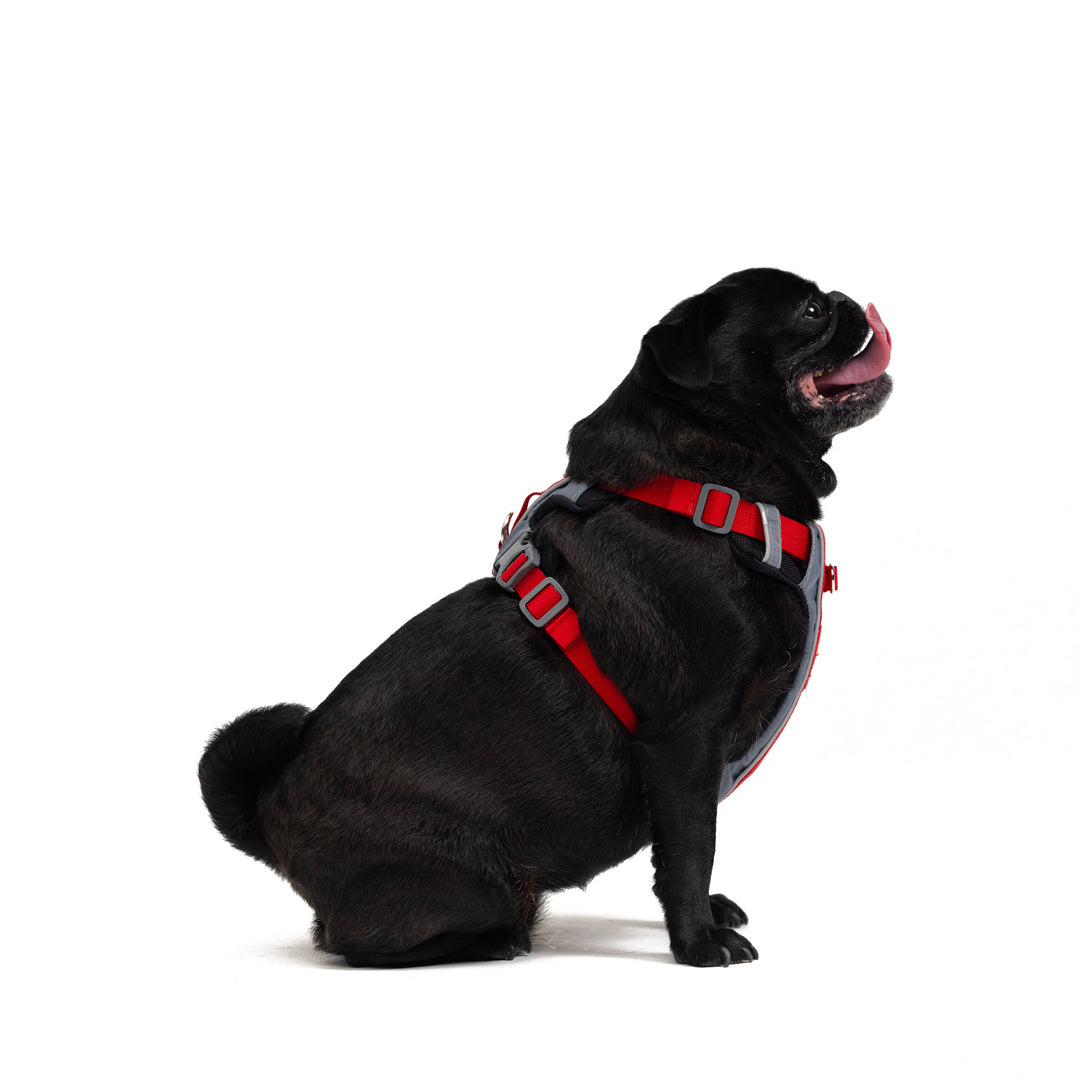 Small Dog Harnesses