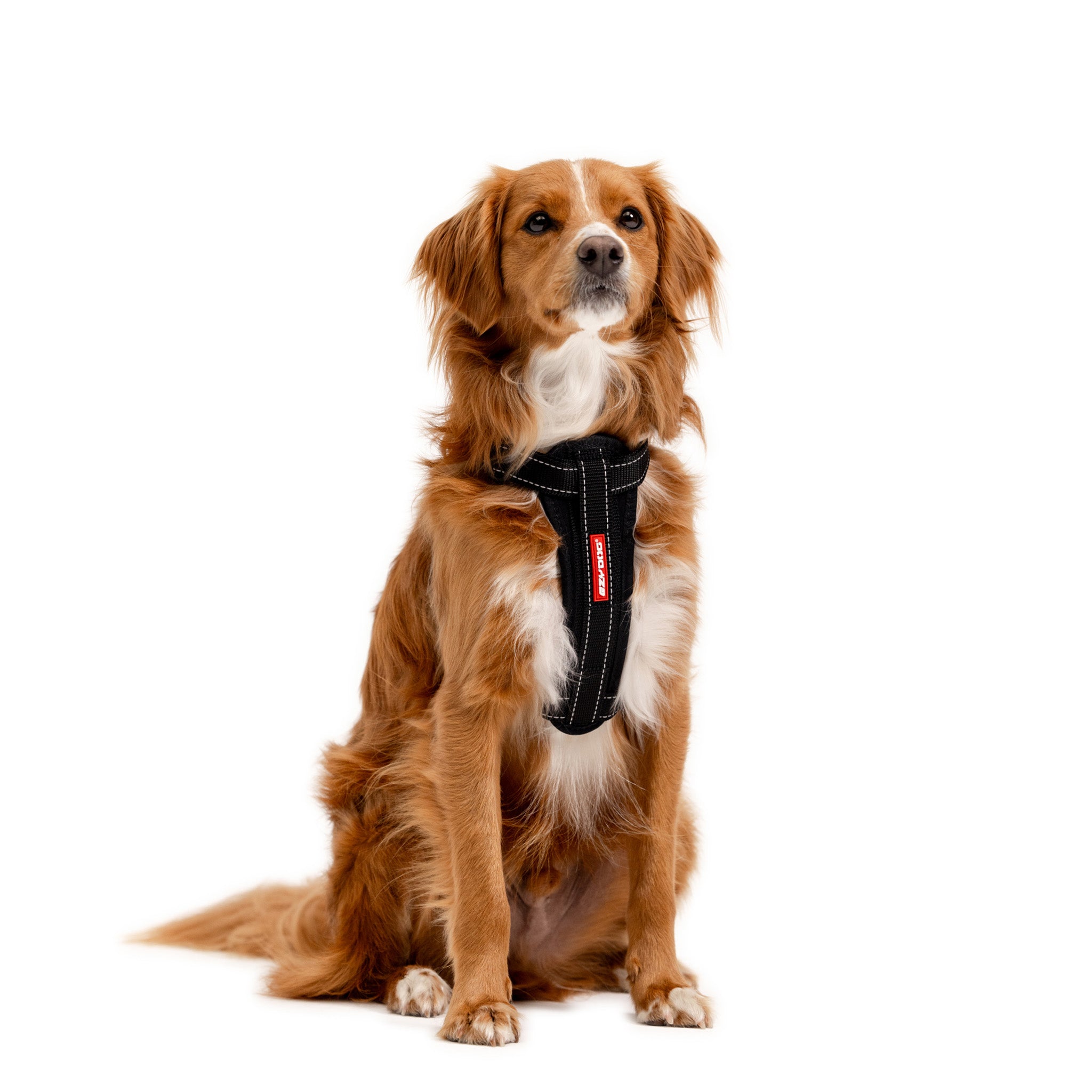 Dog wearing a EzyDog chest plate harness