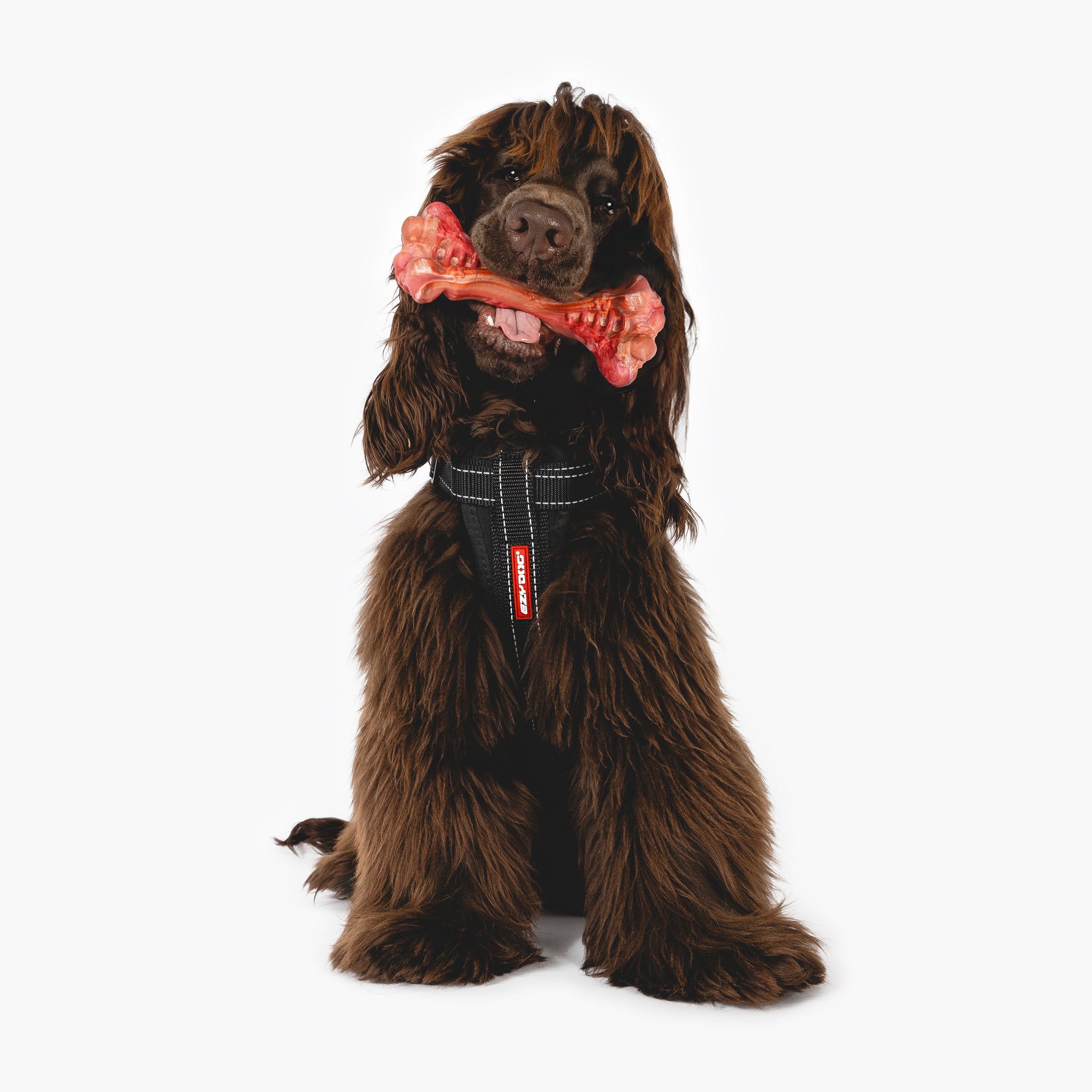 Dog biting EzyBones Chew Toy