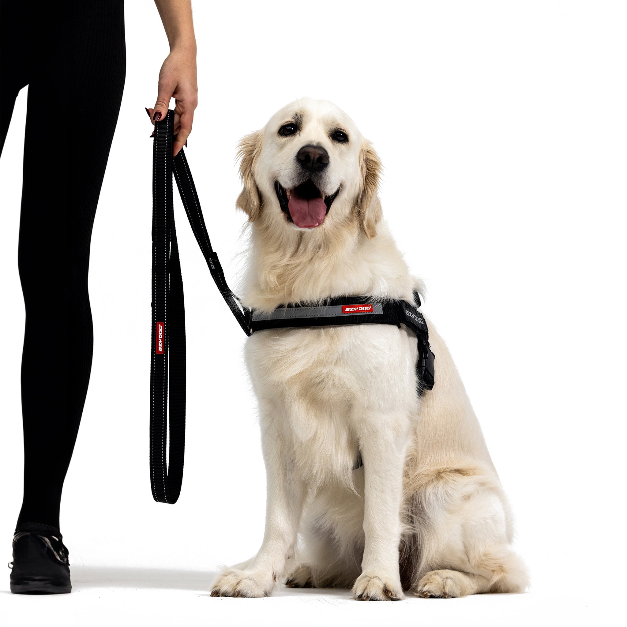 Golden retriever with EzyDog Soft Trainer Dog Leash