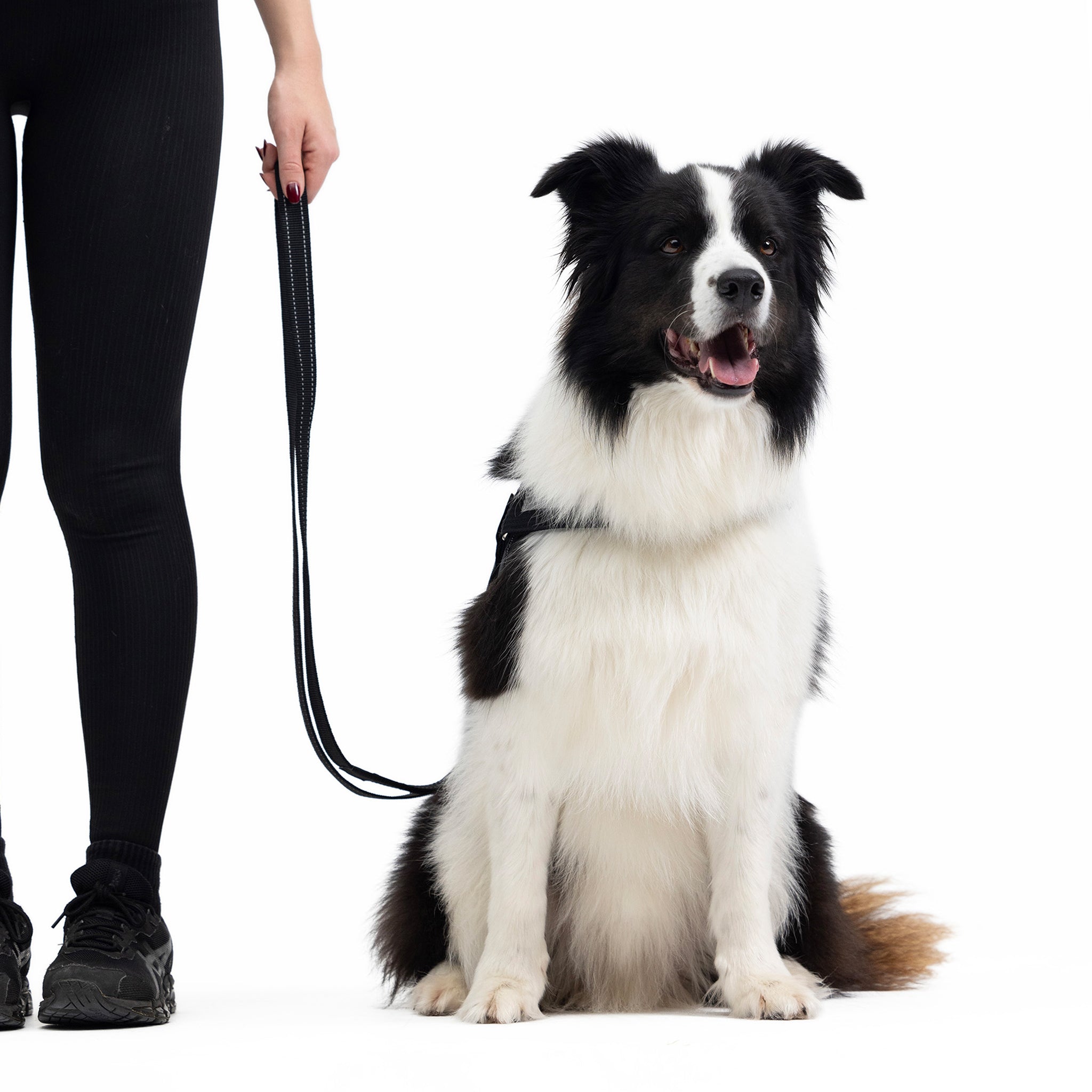 Dog with Vario 4 Multi-Function Leash