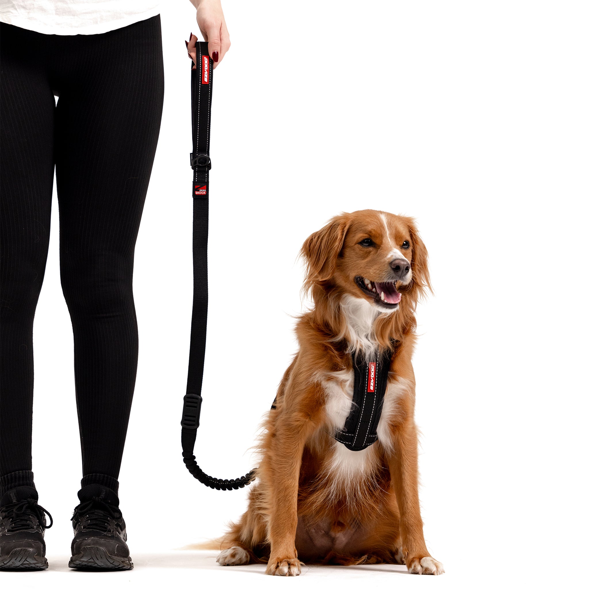 Dog with EzyDog Zero Shock Dog Leash