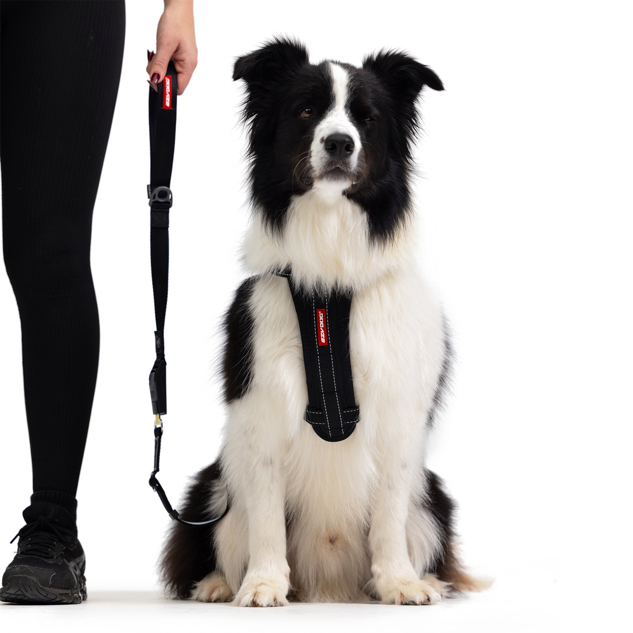Dog with Click Leash