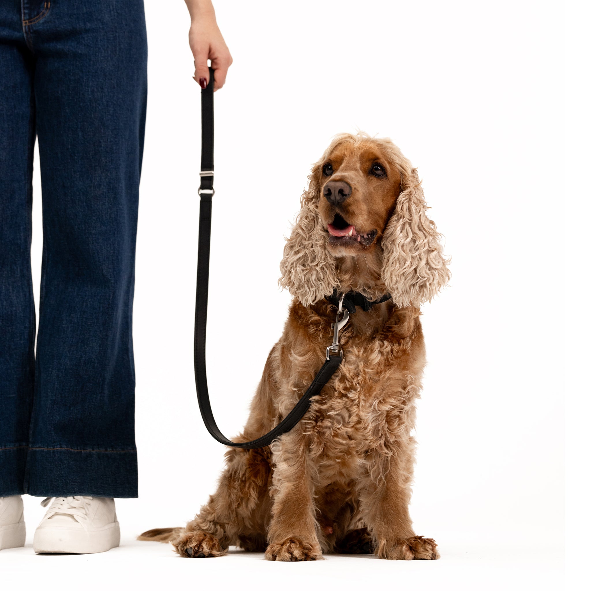 small dog with Oxford Leather - Classic Leash