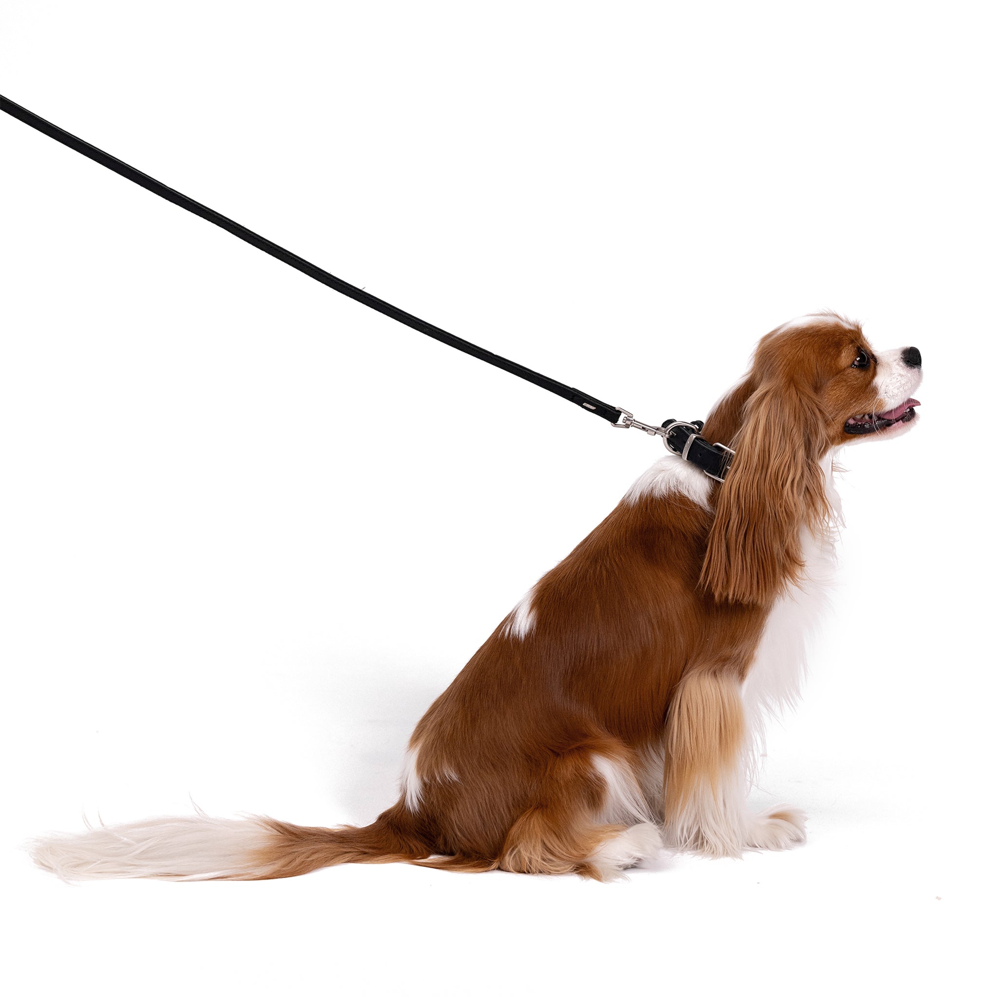 Dog with Oxford Leash LITE