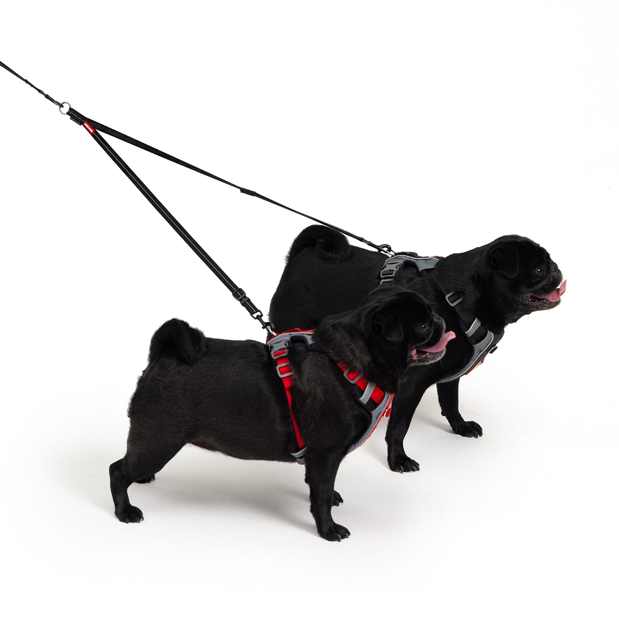 walking two small dogs with Soft Touch Coupler Lite from EzyDog