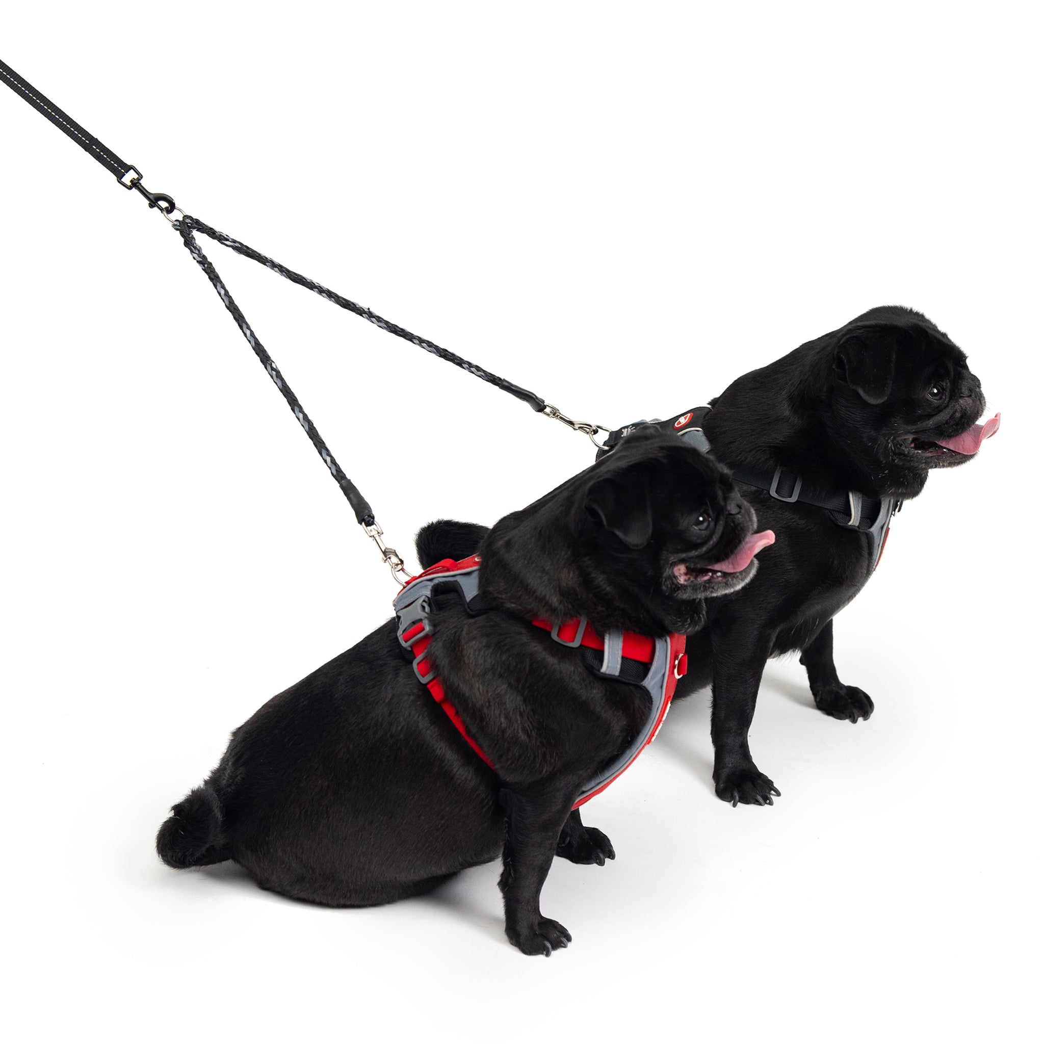 Two small dogs with Coupler Cujo from EzyDog