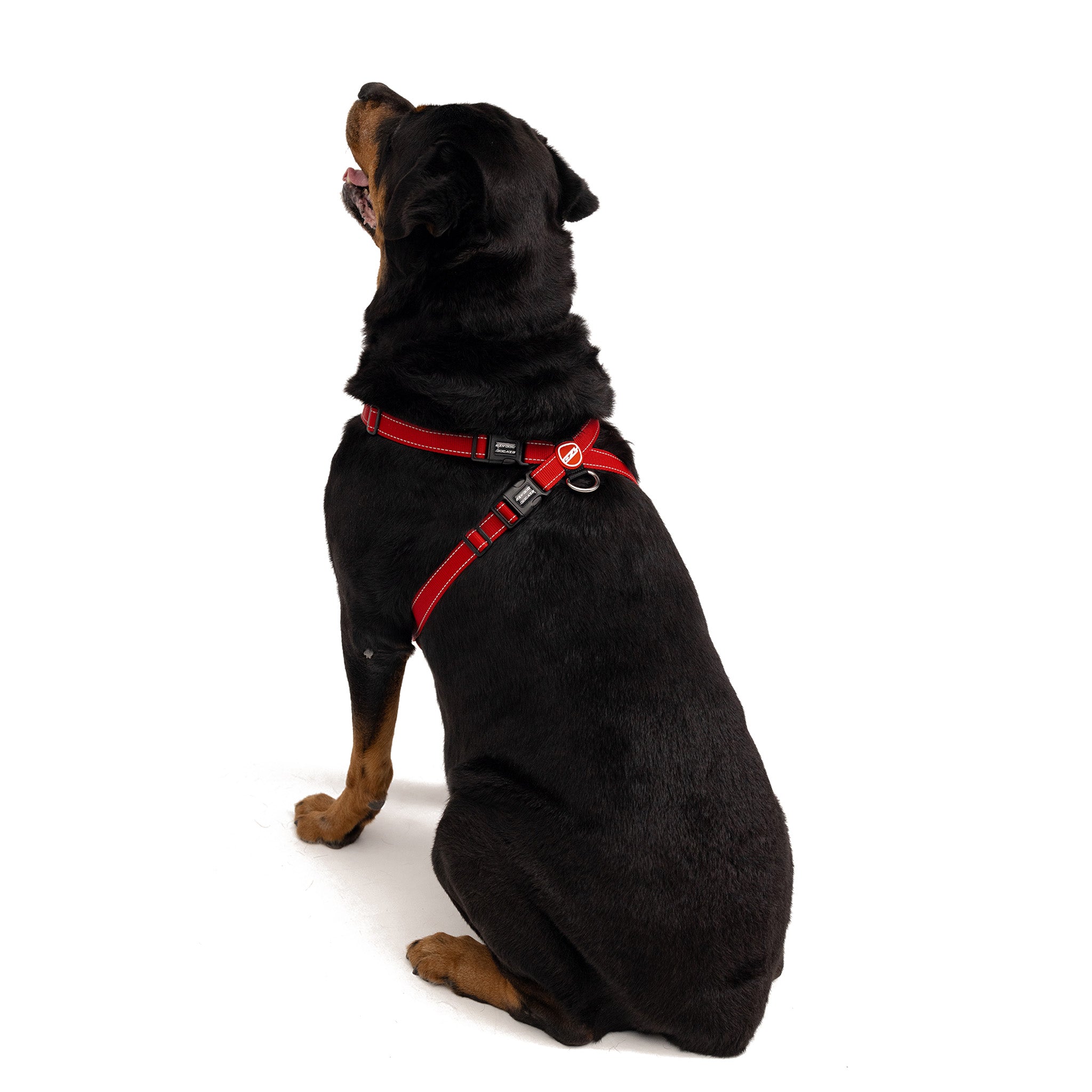 Large dog wearing a EzyDog Chest Plate Harness in red