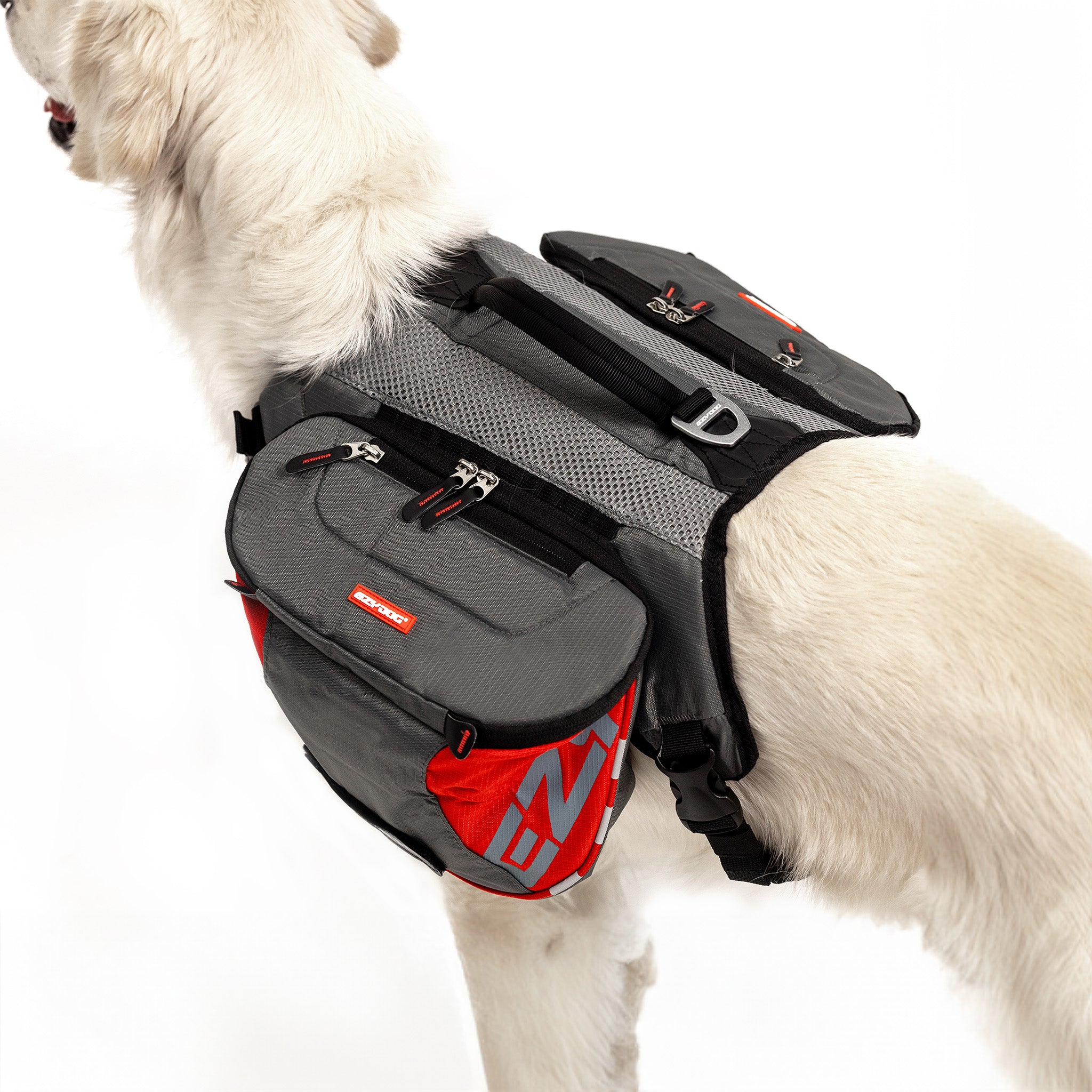 Large dog with EzyDog Summit dog harness backpack
