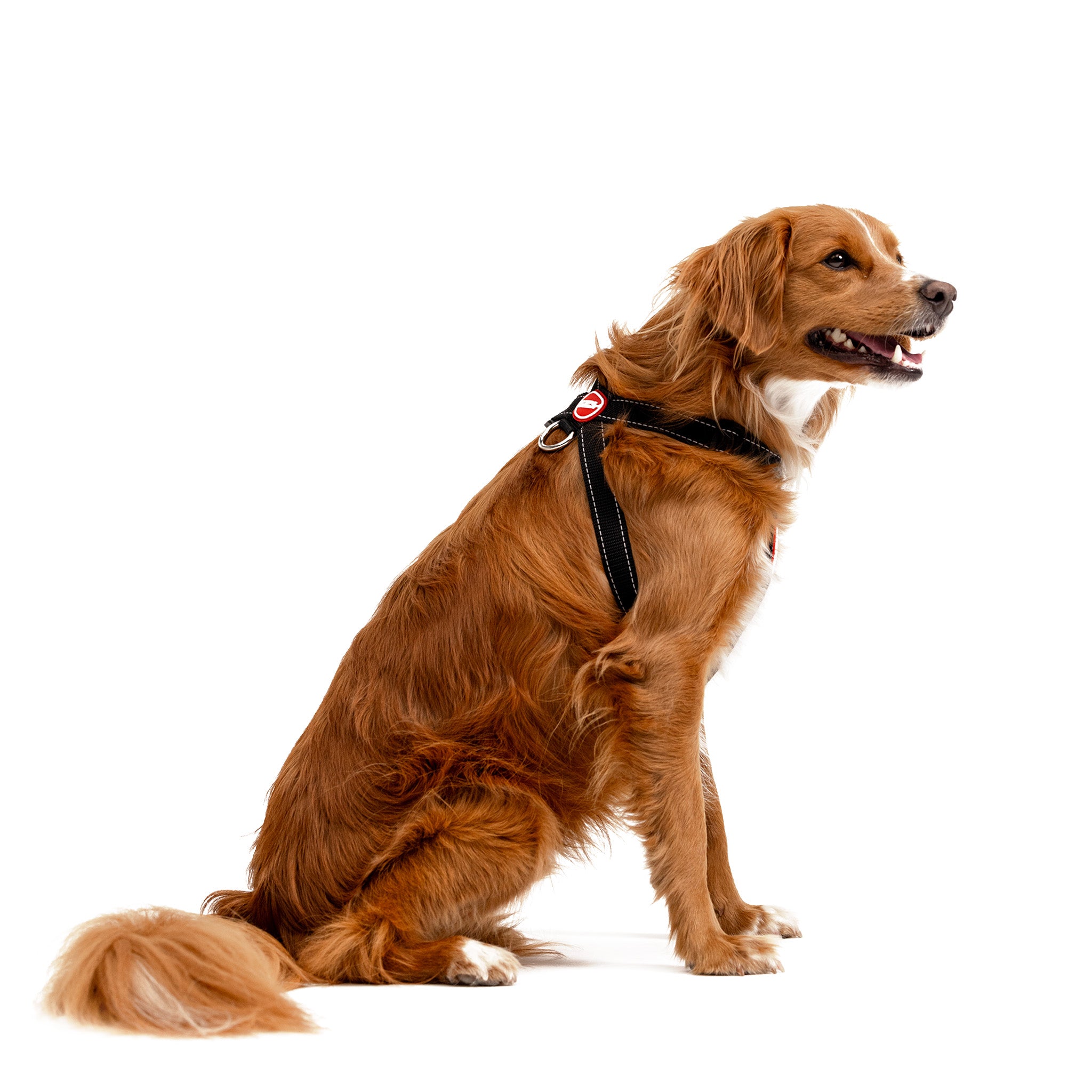 Brown dog wearing a EzyDog chest plate harness