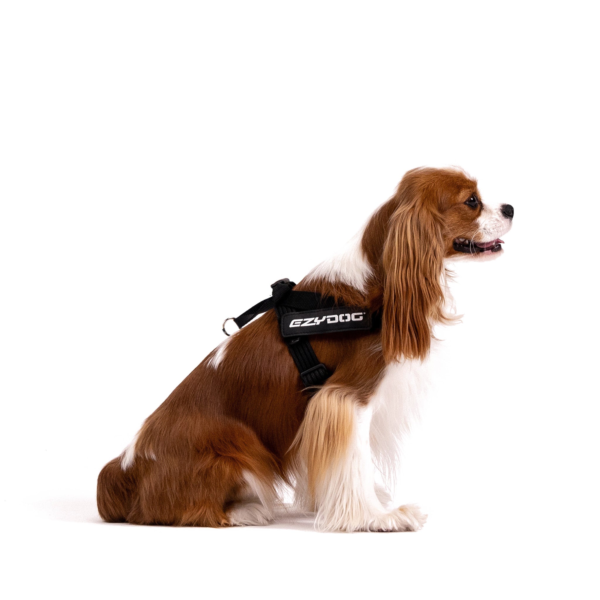 dog wearing EzyDog express harness in black colour