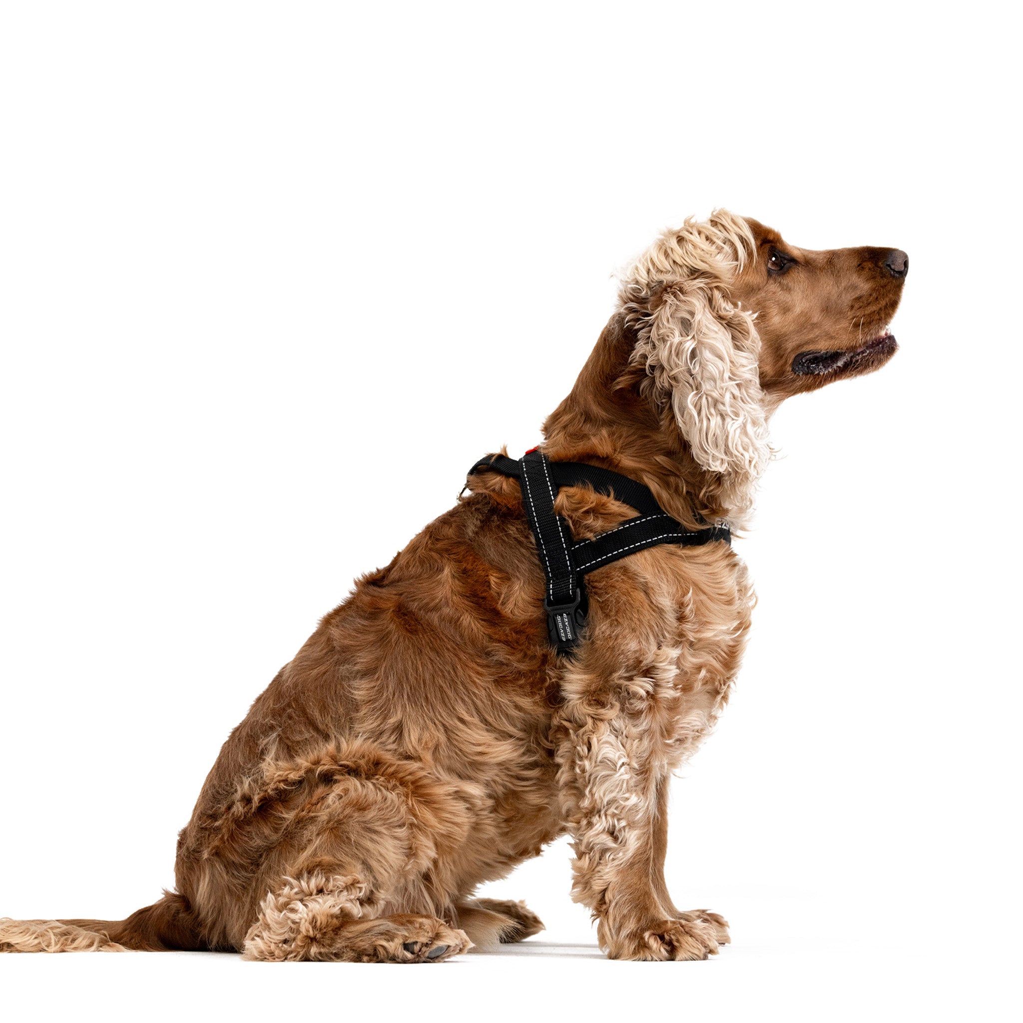 Dog with Quick Fit Harness