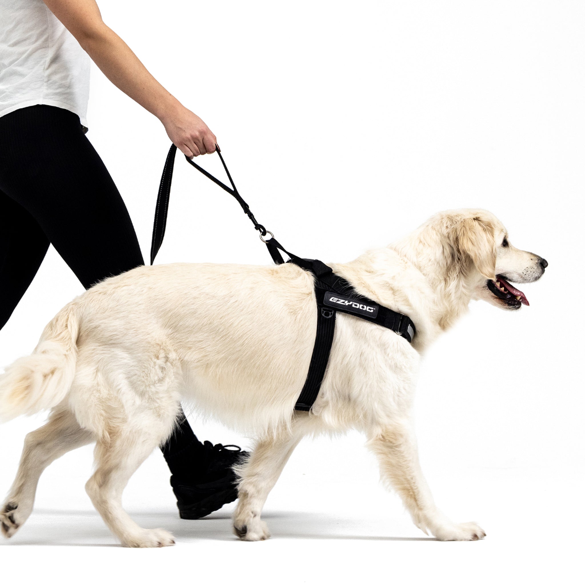 Walking a retriever with Soft Trainer Dog Leash from EzyDog