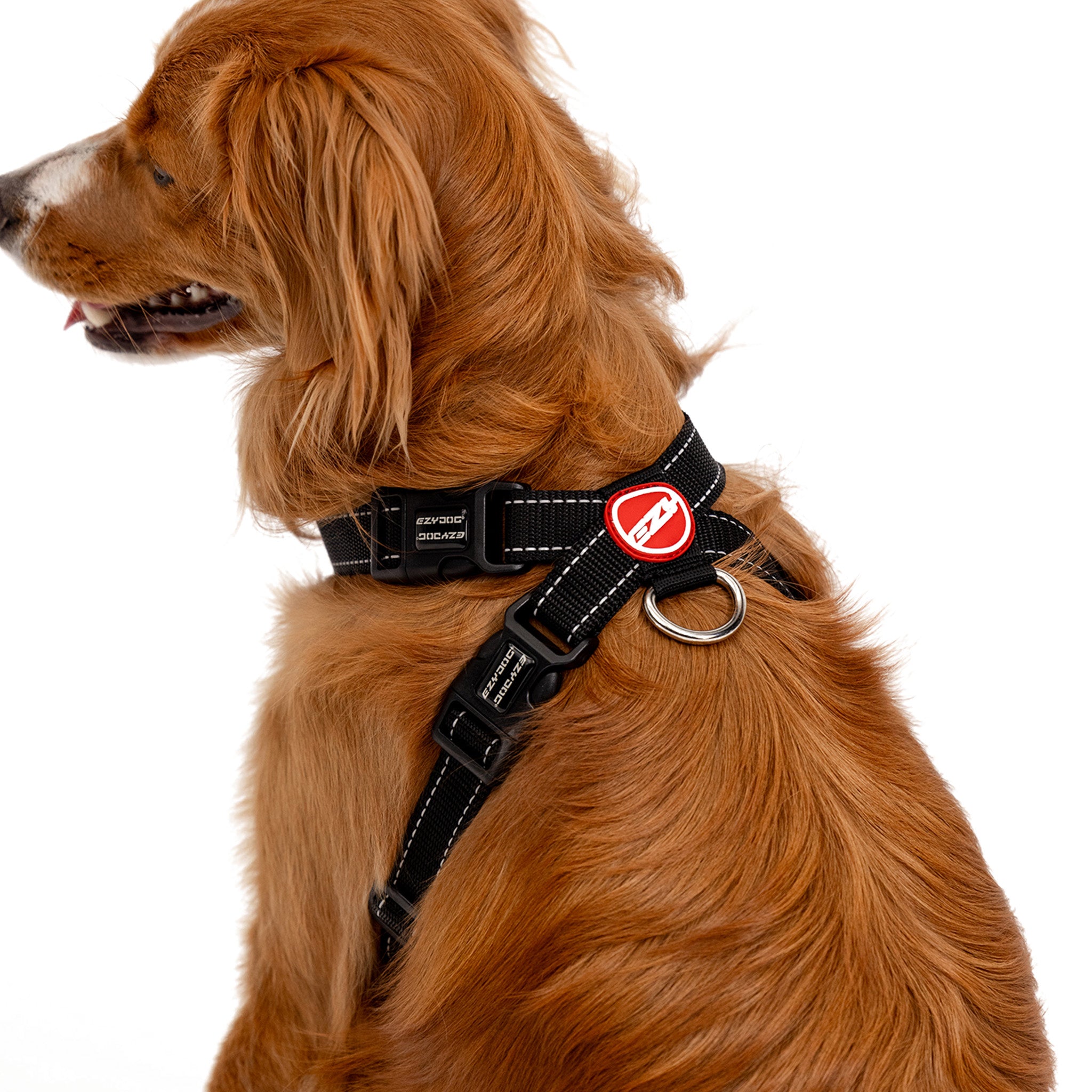 Brown dog wearing EzyDog chest plate harness