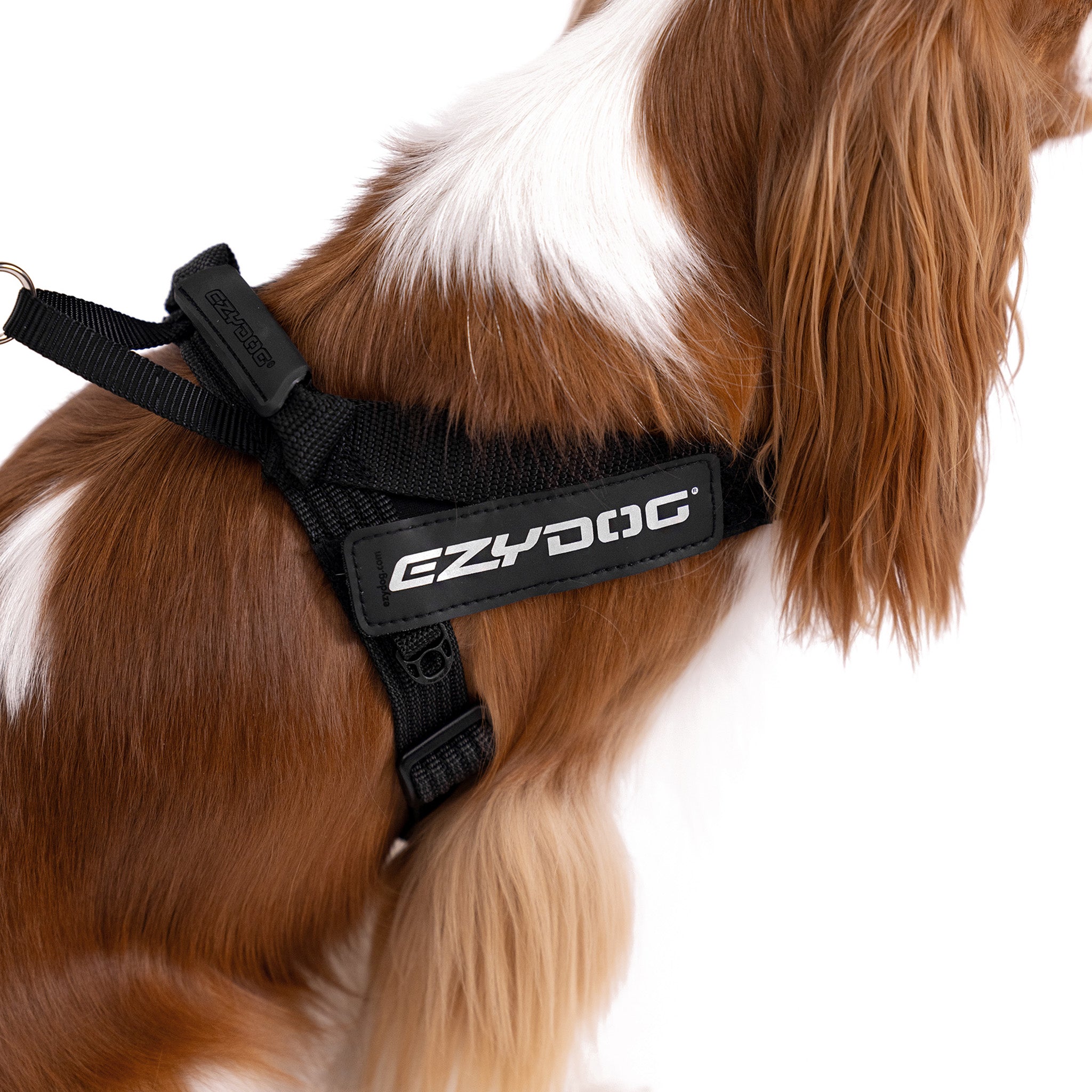 Closeup view of EzyDog Express Harness on a dog