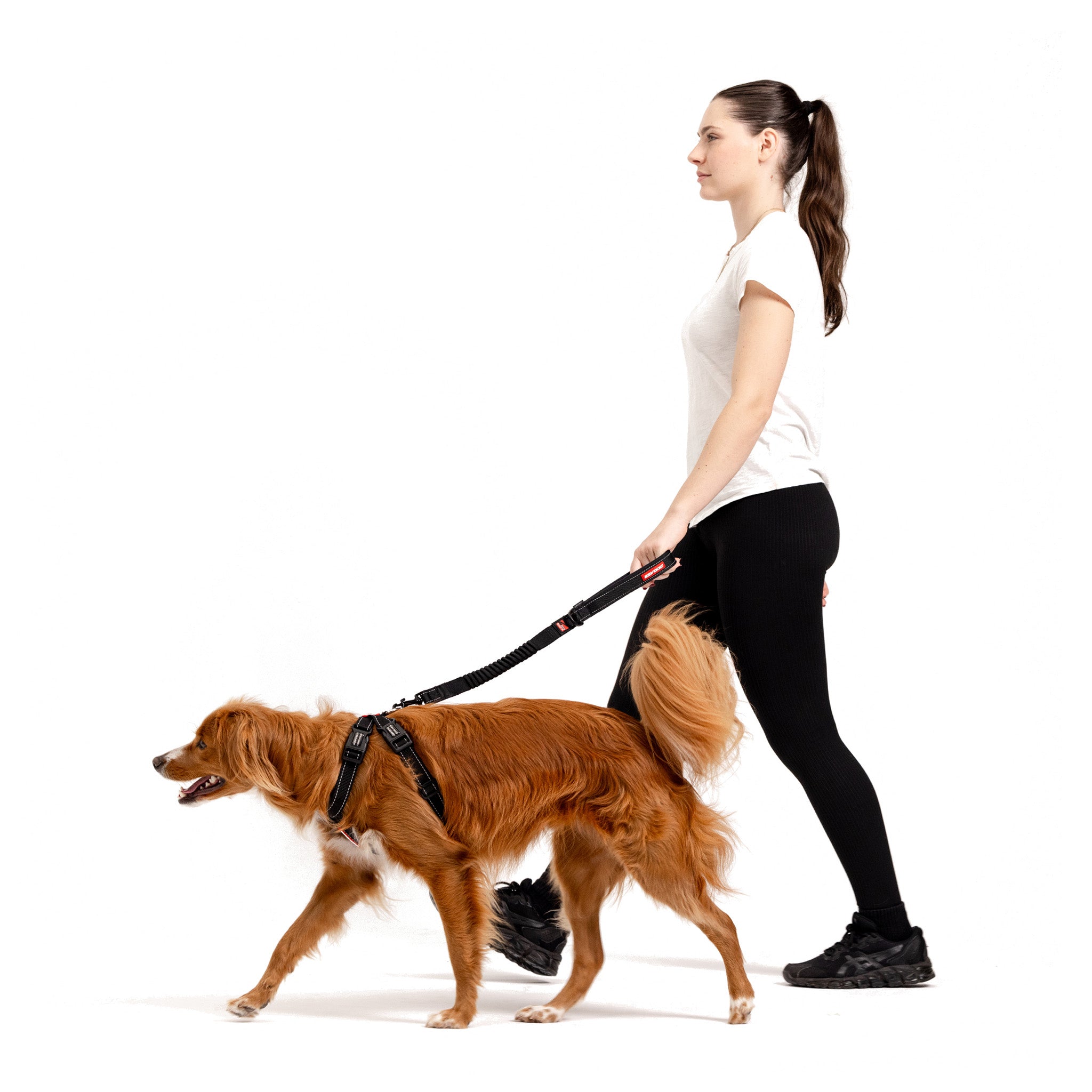 woman walking a brown dog with a chest plate harness and leash
