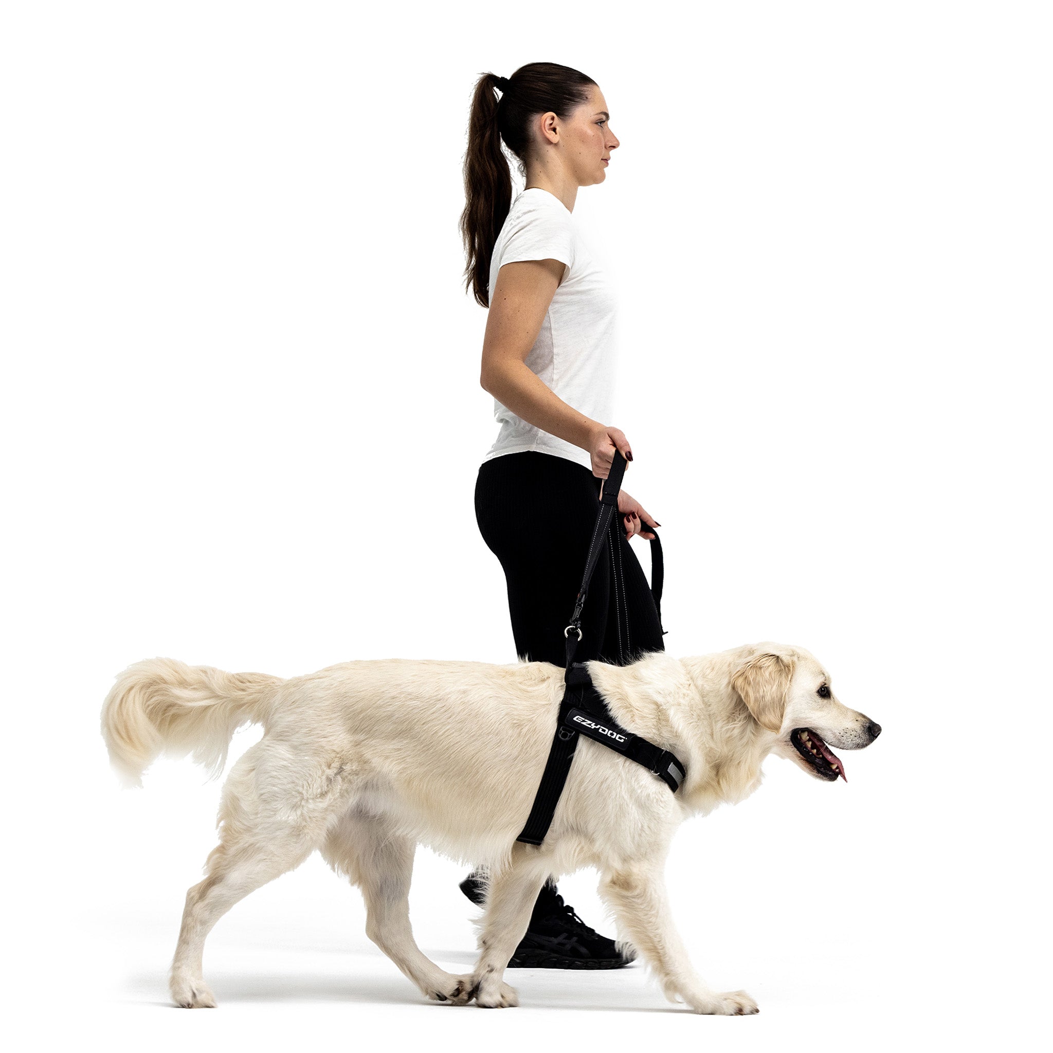 woman walking a golden retriever wearing a black express harness