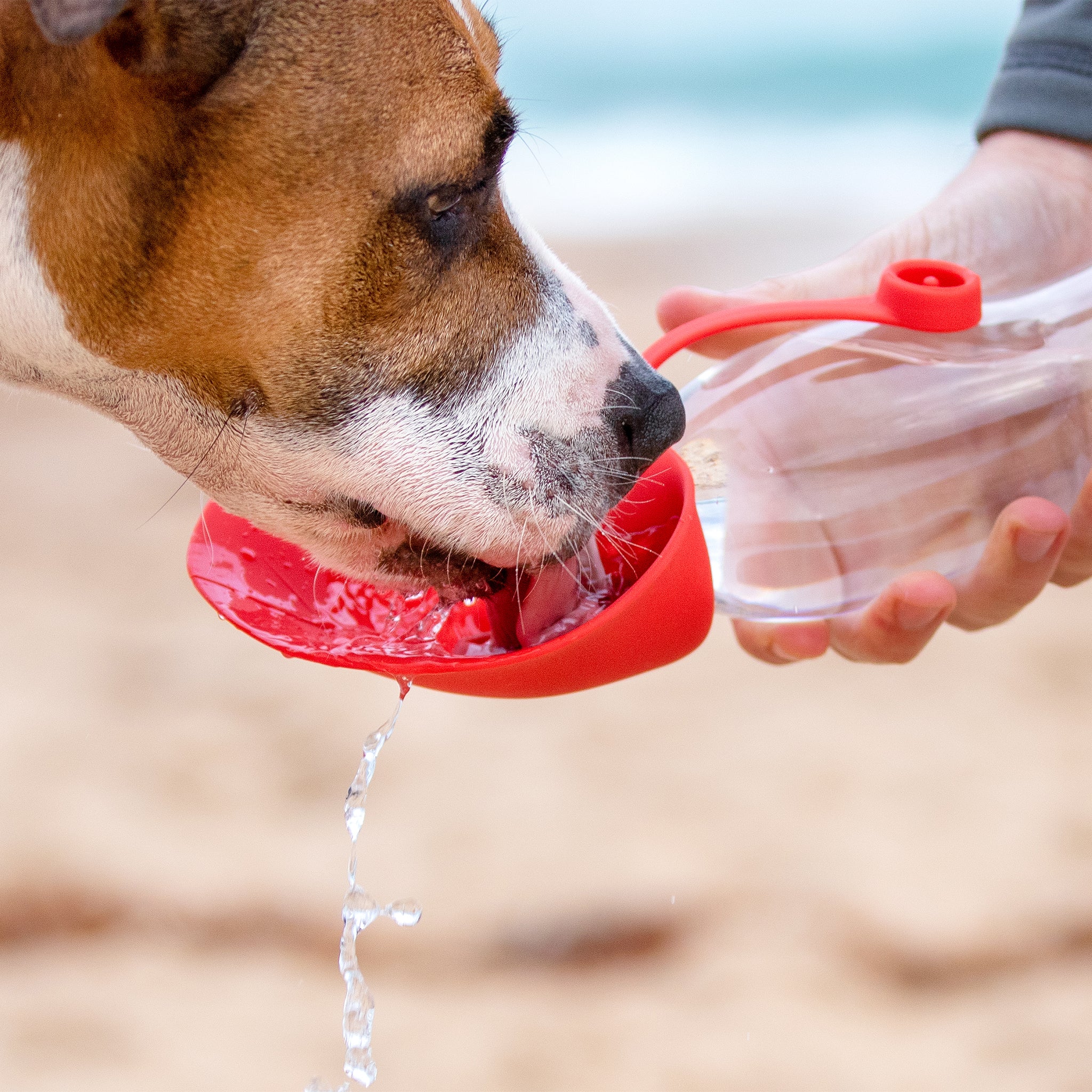 Leaf Dog Water Bottle