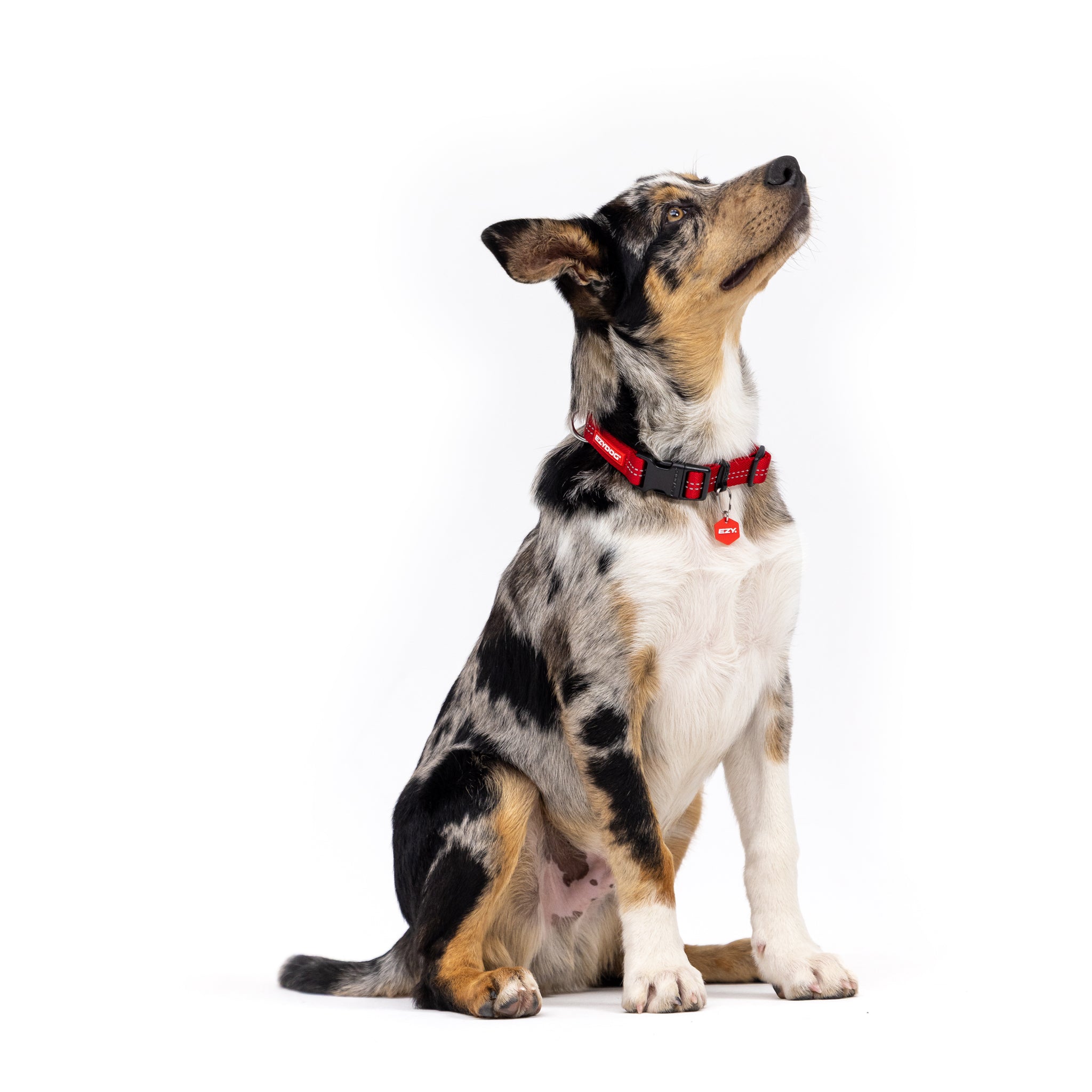 Dog wearing a red collar on a white background