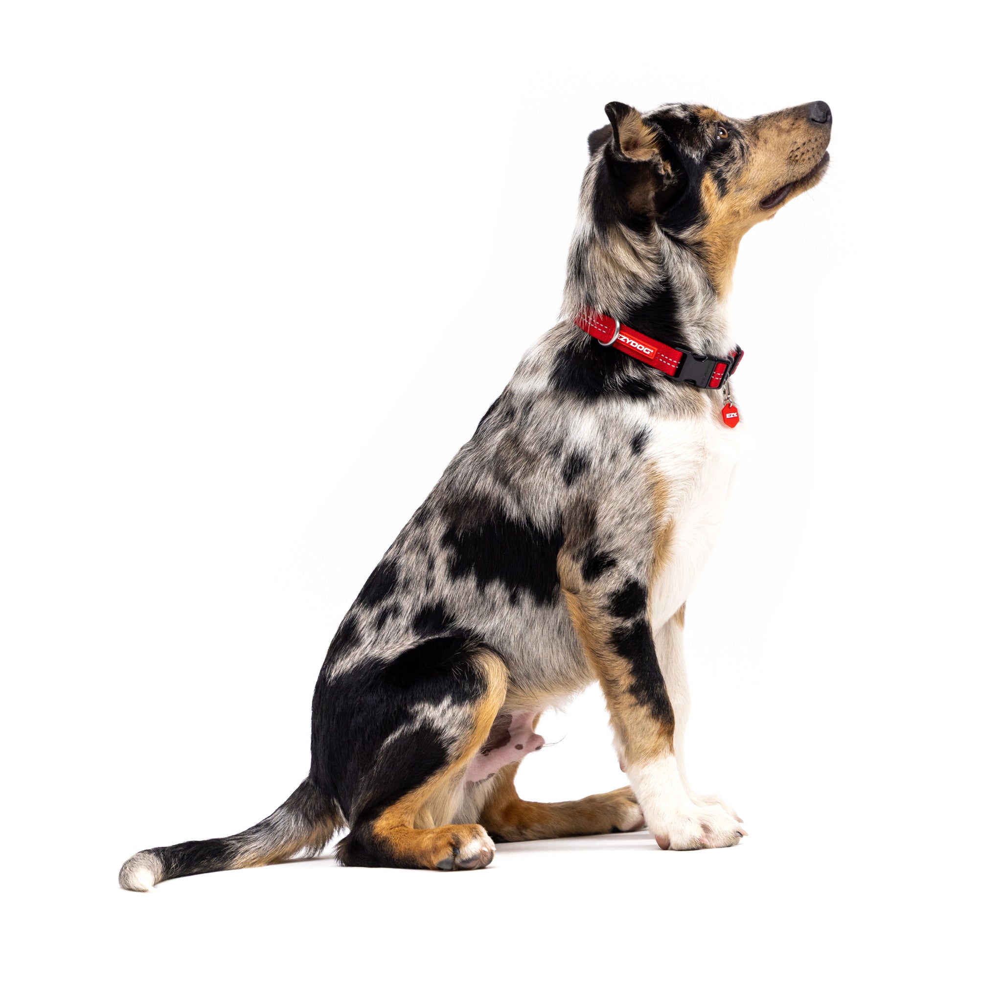Dog wearing a red collar on a white background