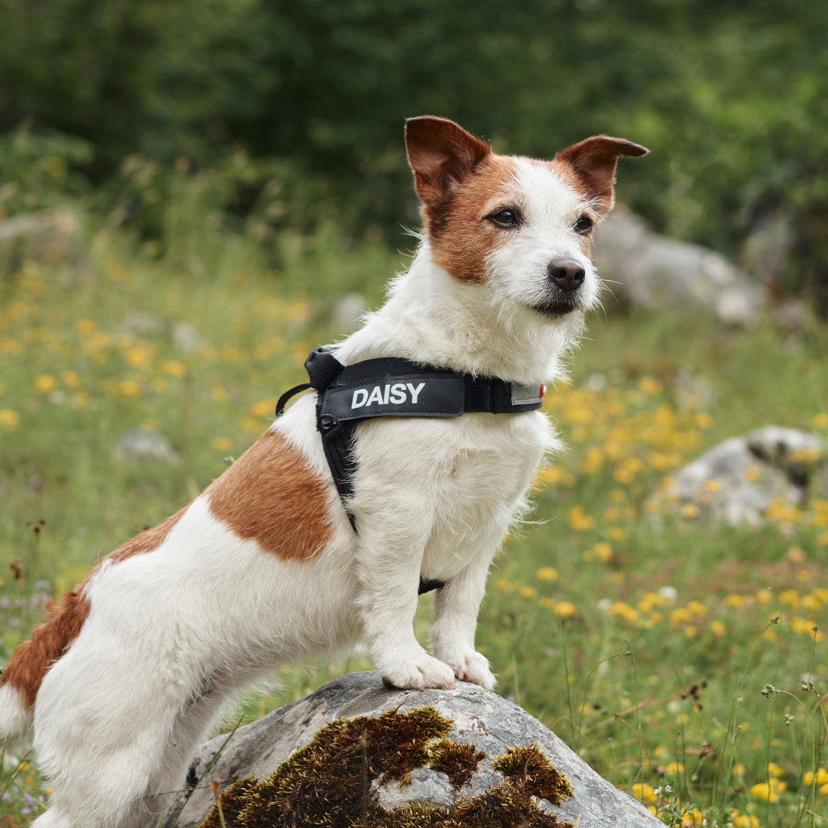 small dog daisy wearing express harness