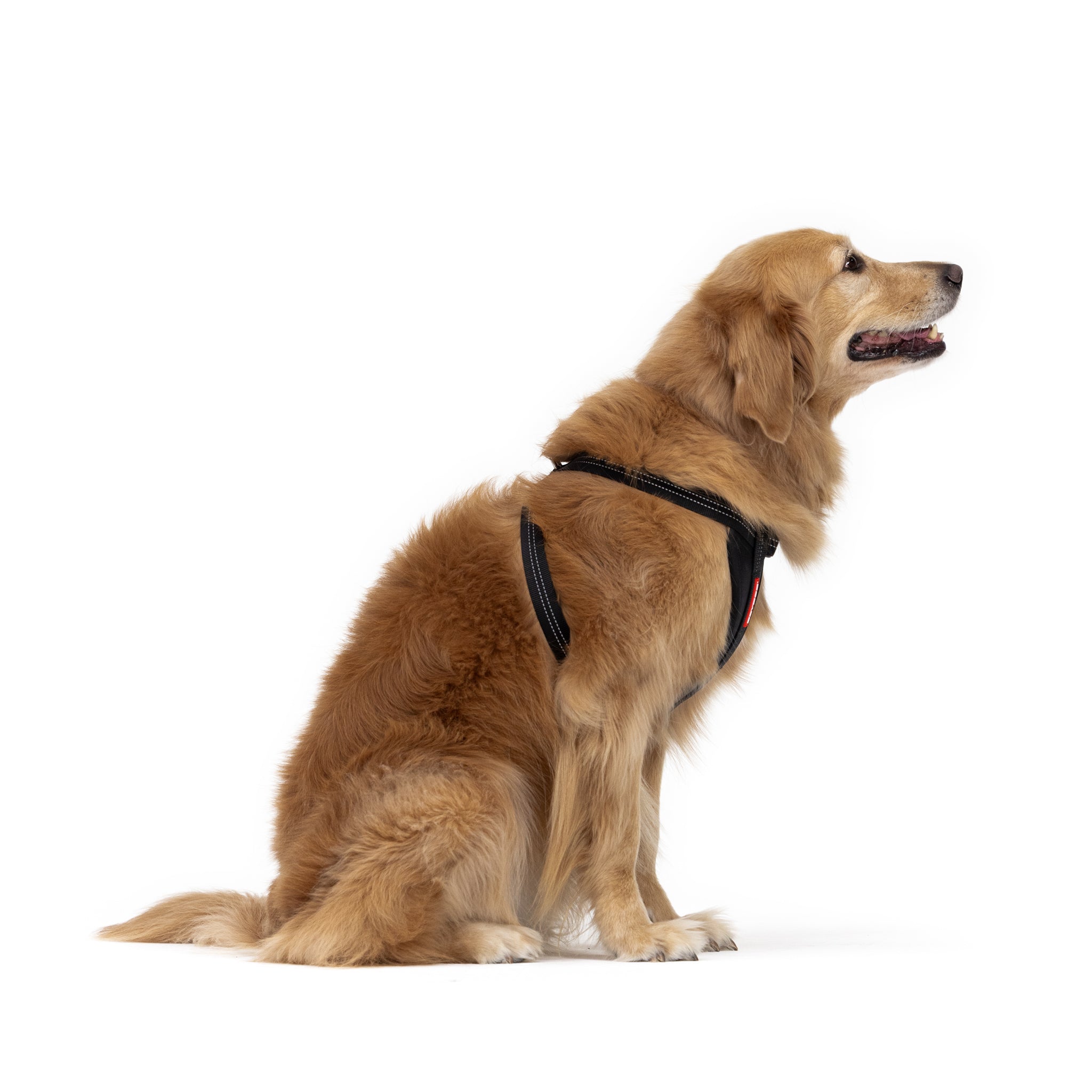 Essential Chest Plate Harness
