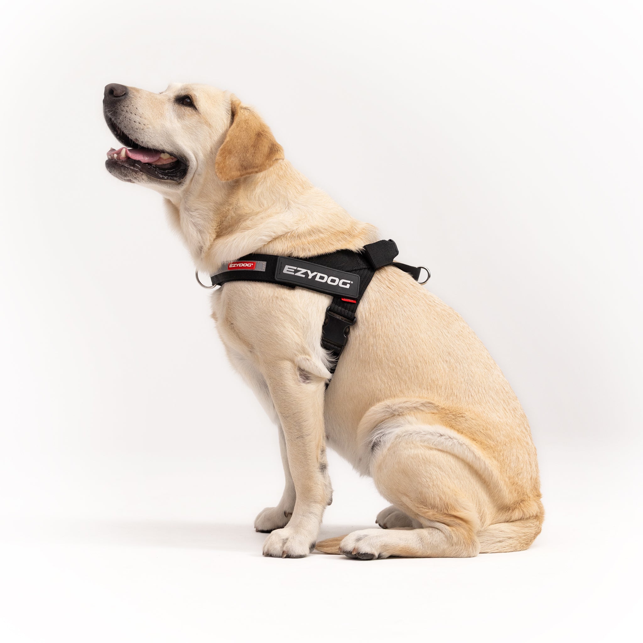 Express Dog Harness - Corduroy